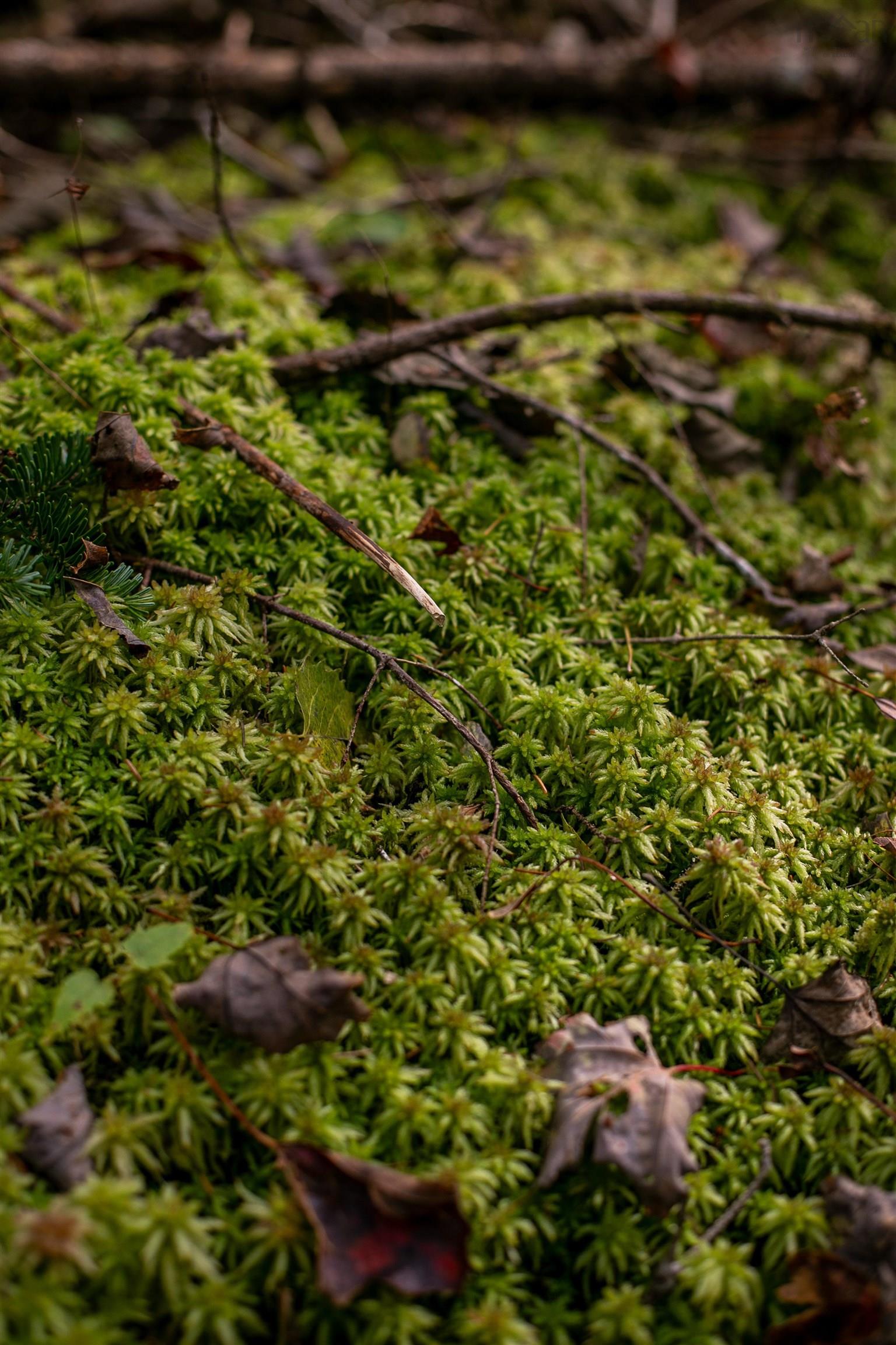 $145,000.00: Lot 2 Stamping Mill Lane, Chester Basin