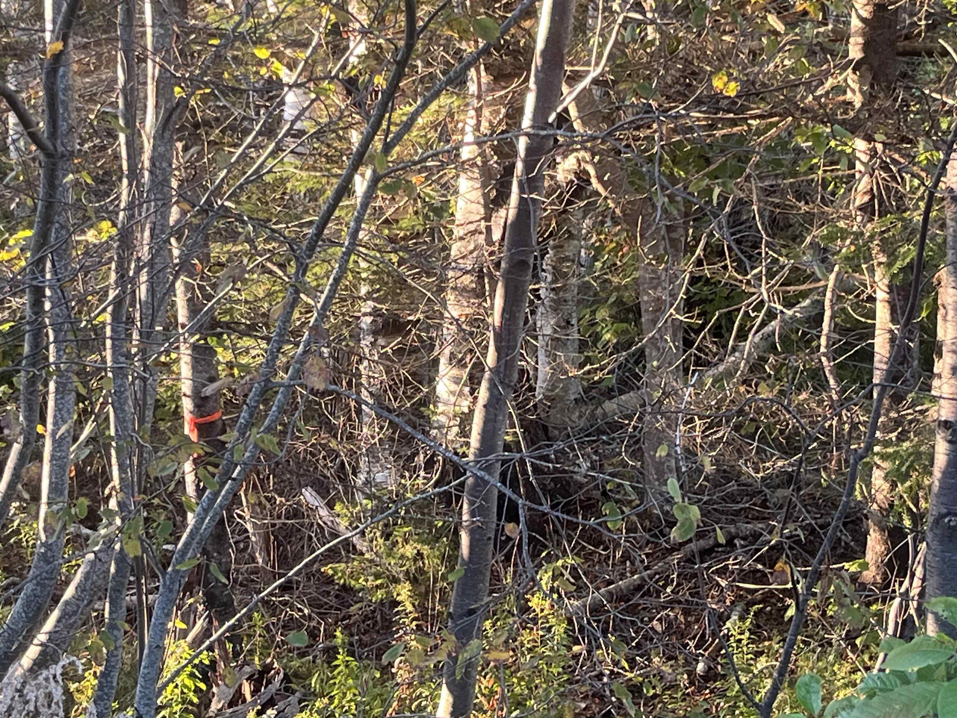 $99,000.00: Lot 1 East Bay Highway, Big Pond