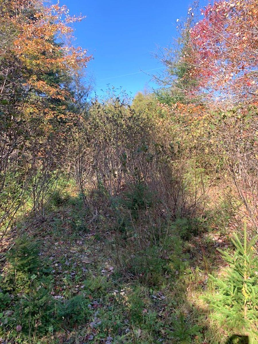 $65,000.00: 98-11 Salem Road, Loch Lomond