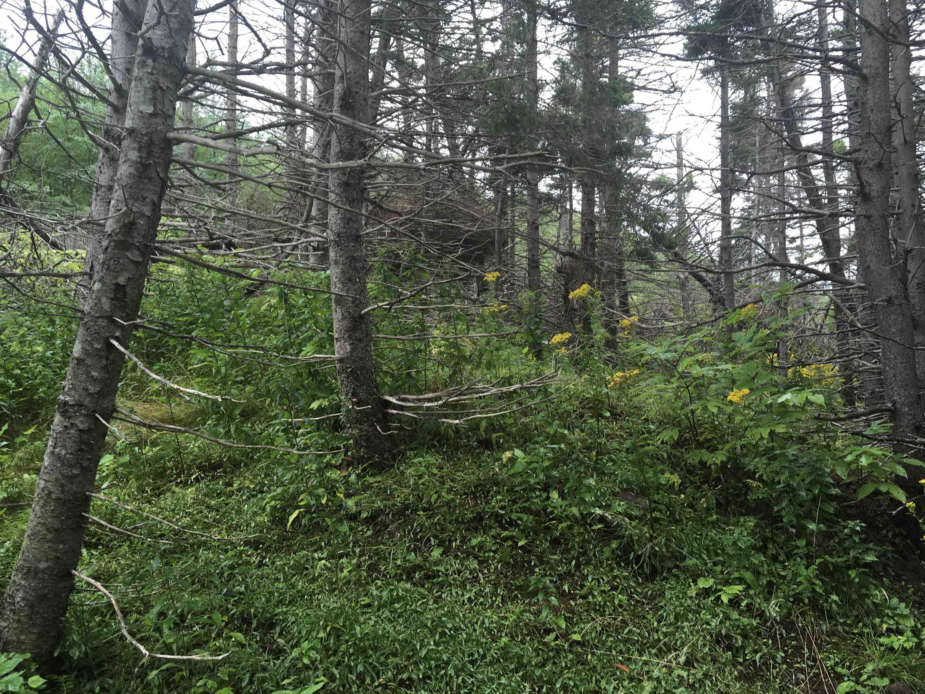 $85,000.00: Pleasant Bay Road, Pleasant Bay