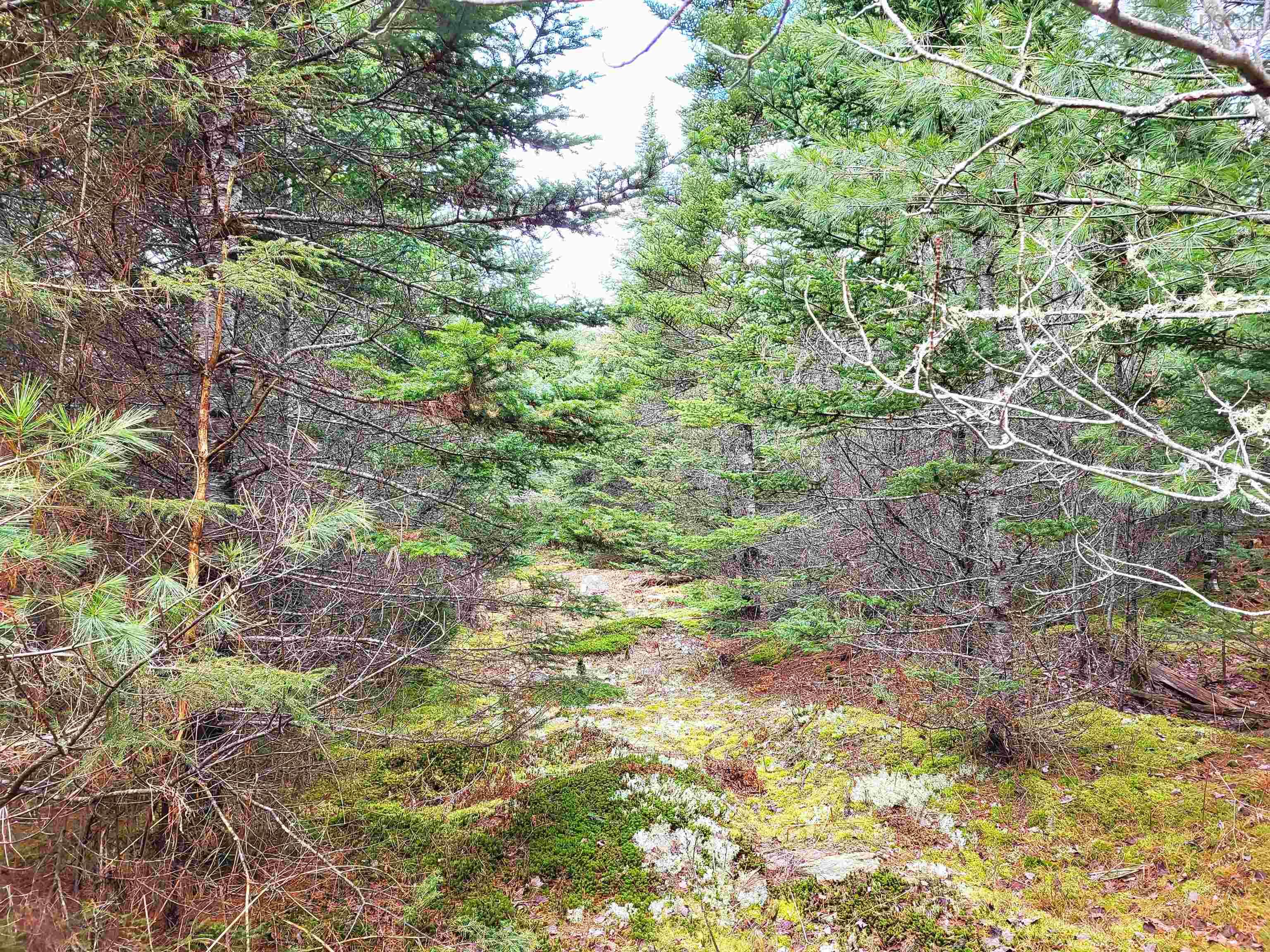 $49,900.00: Lot Silver Road, Nineveh