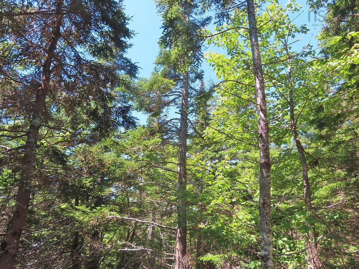 $225,000.00: 100 Acres Upper Grand Mira Road, Upper Grand Mira