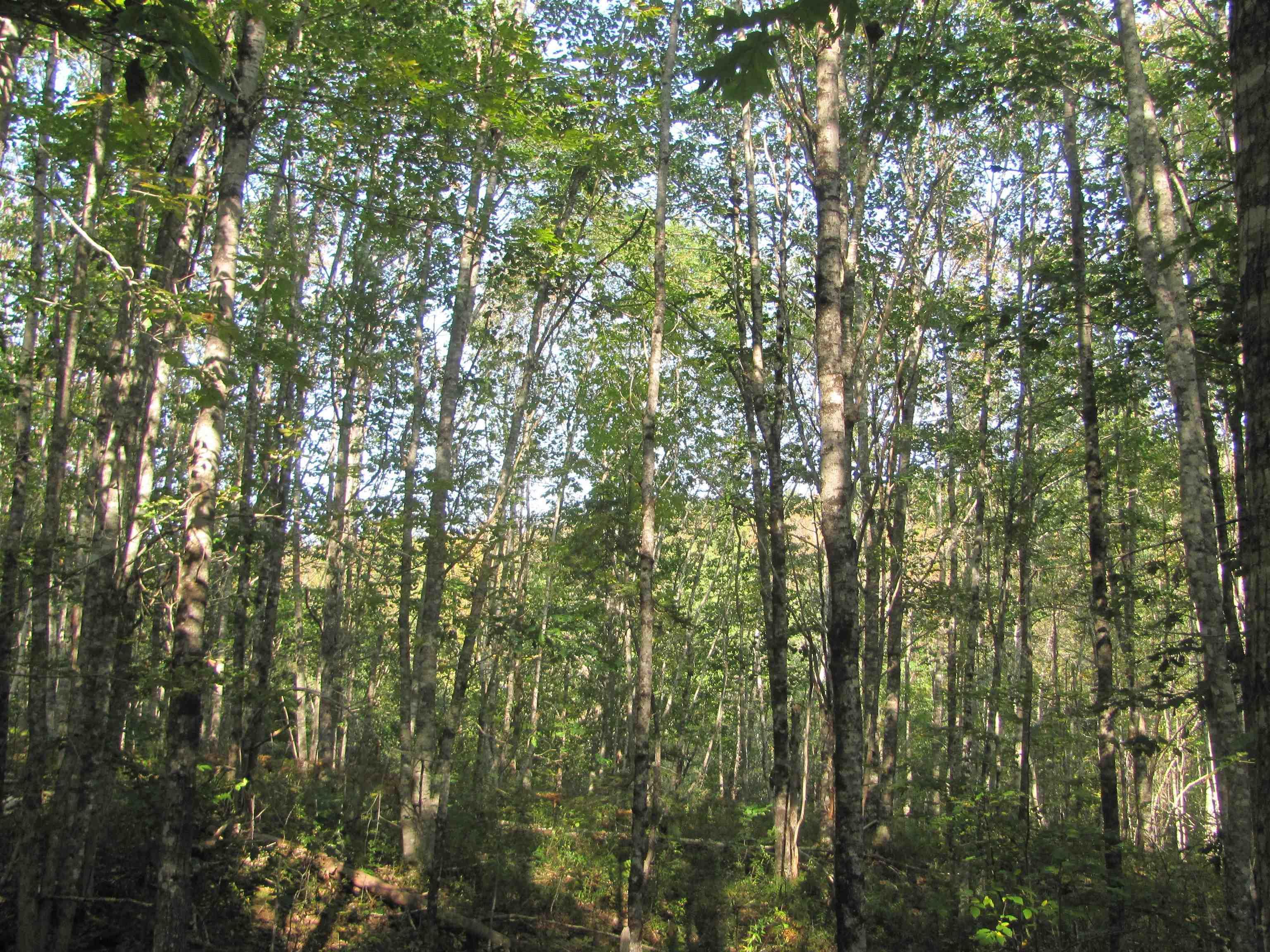 $129,000.00: Lot Fuller Road, Bishopville