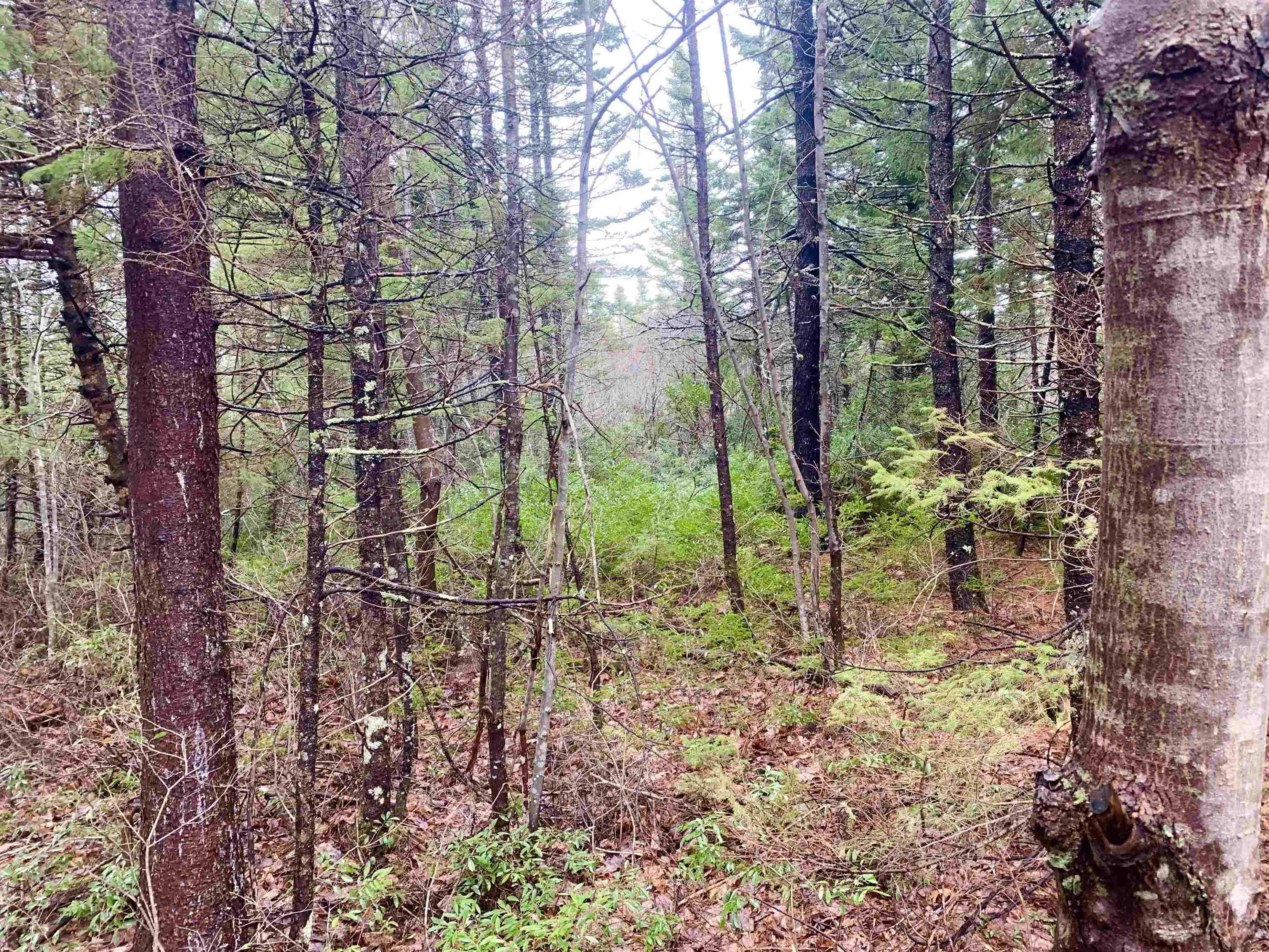 $24,999.00: 2.3 Acres Highway 308, Tusket