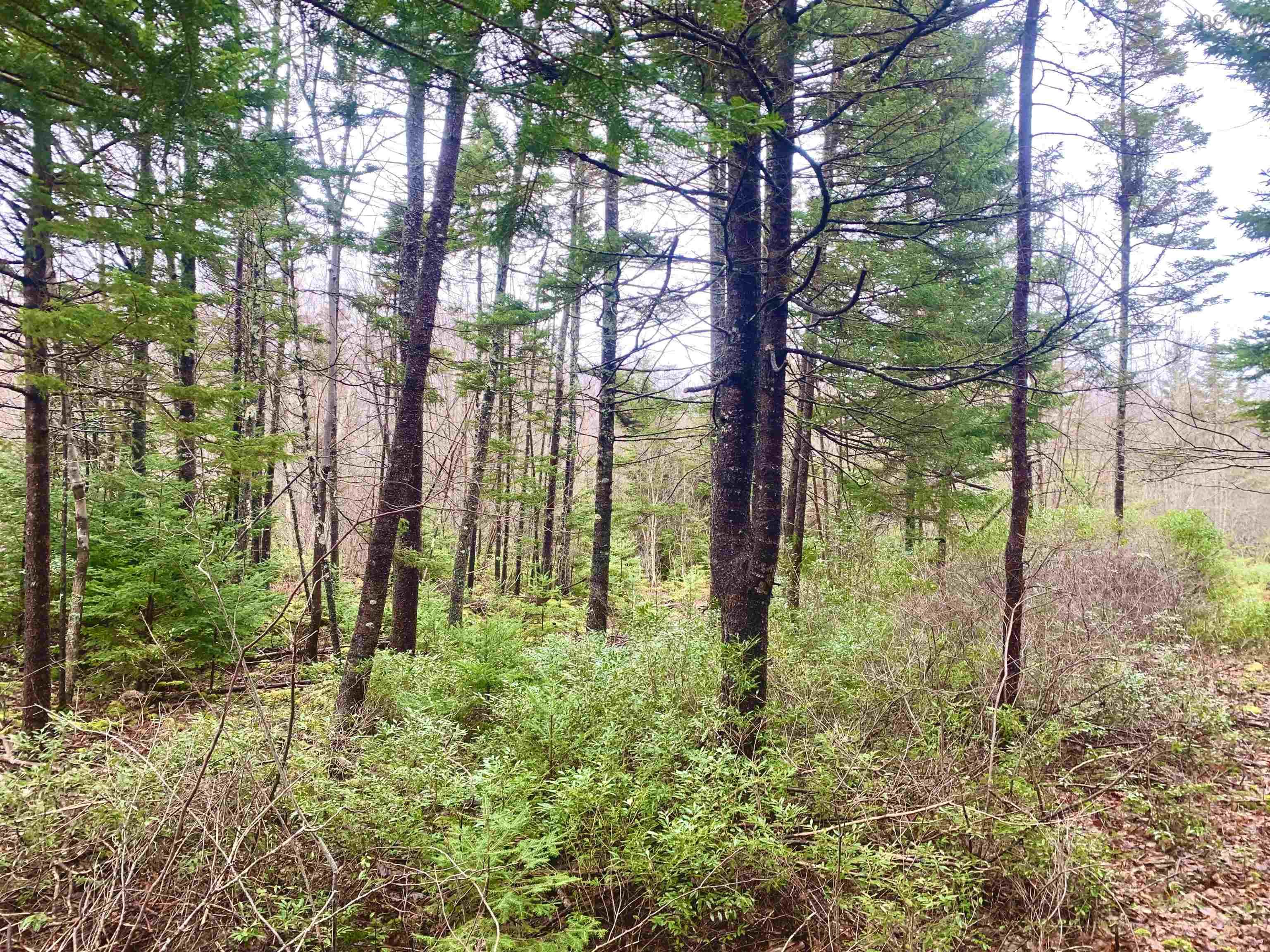 $24,999.00: 2.3 Acres Highway 308, Tusket