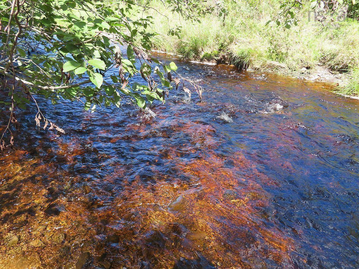 $185,000.00: 62 Acres West Side Road, West Side Country Harbour