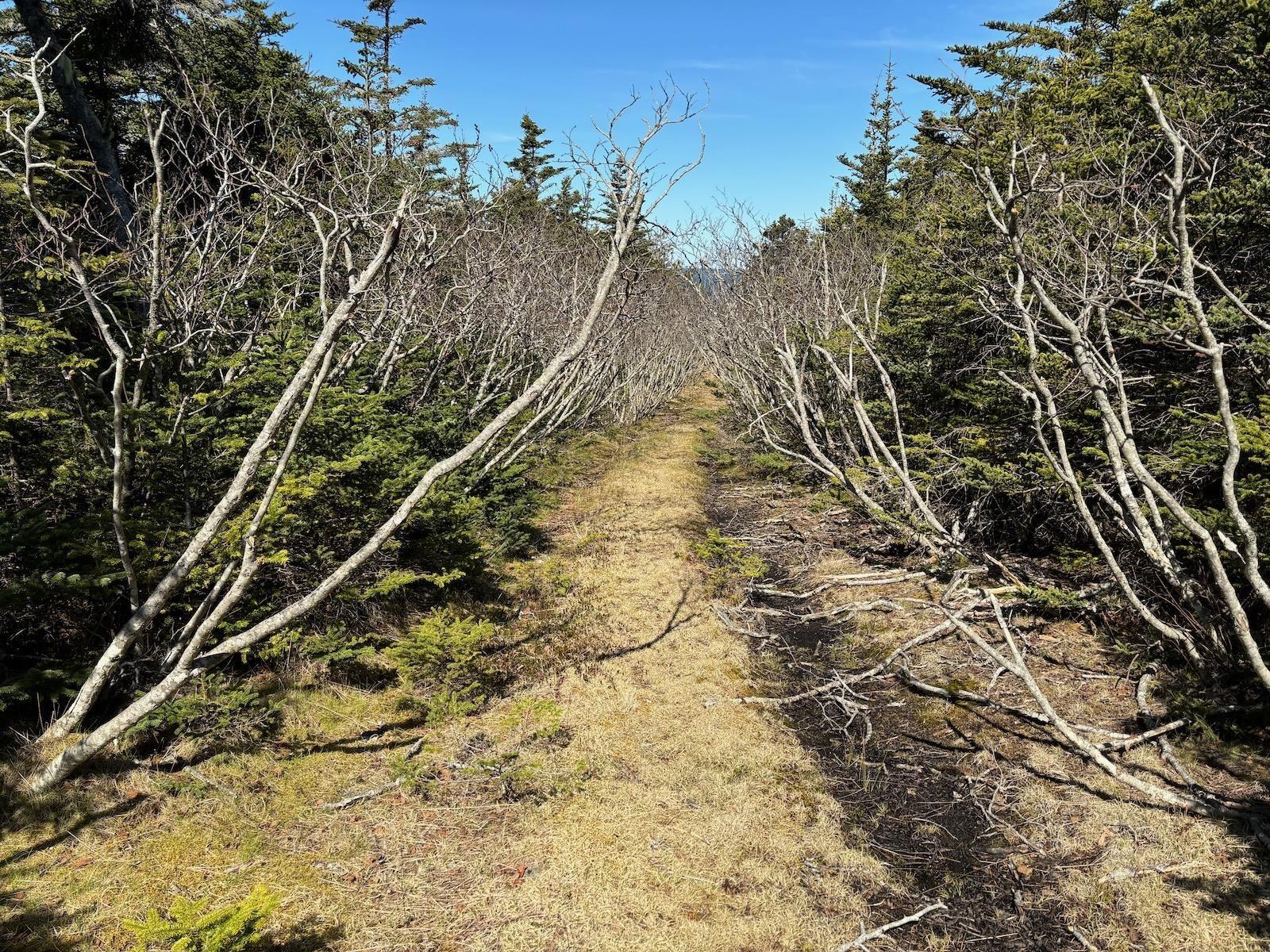 $139,900.00: Lot 7 Gerry Lane, Cape Forchu