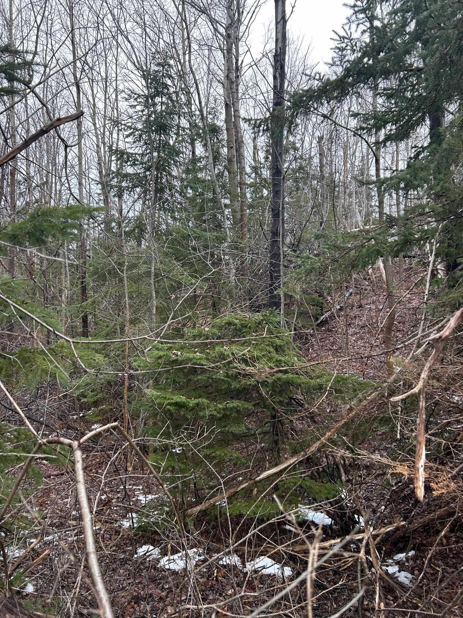 $24,990.00: Lot Beeches Road, Bay View