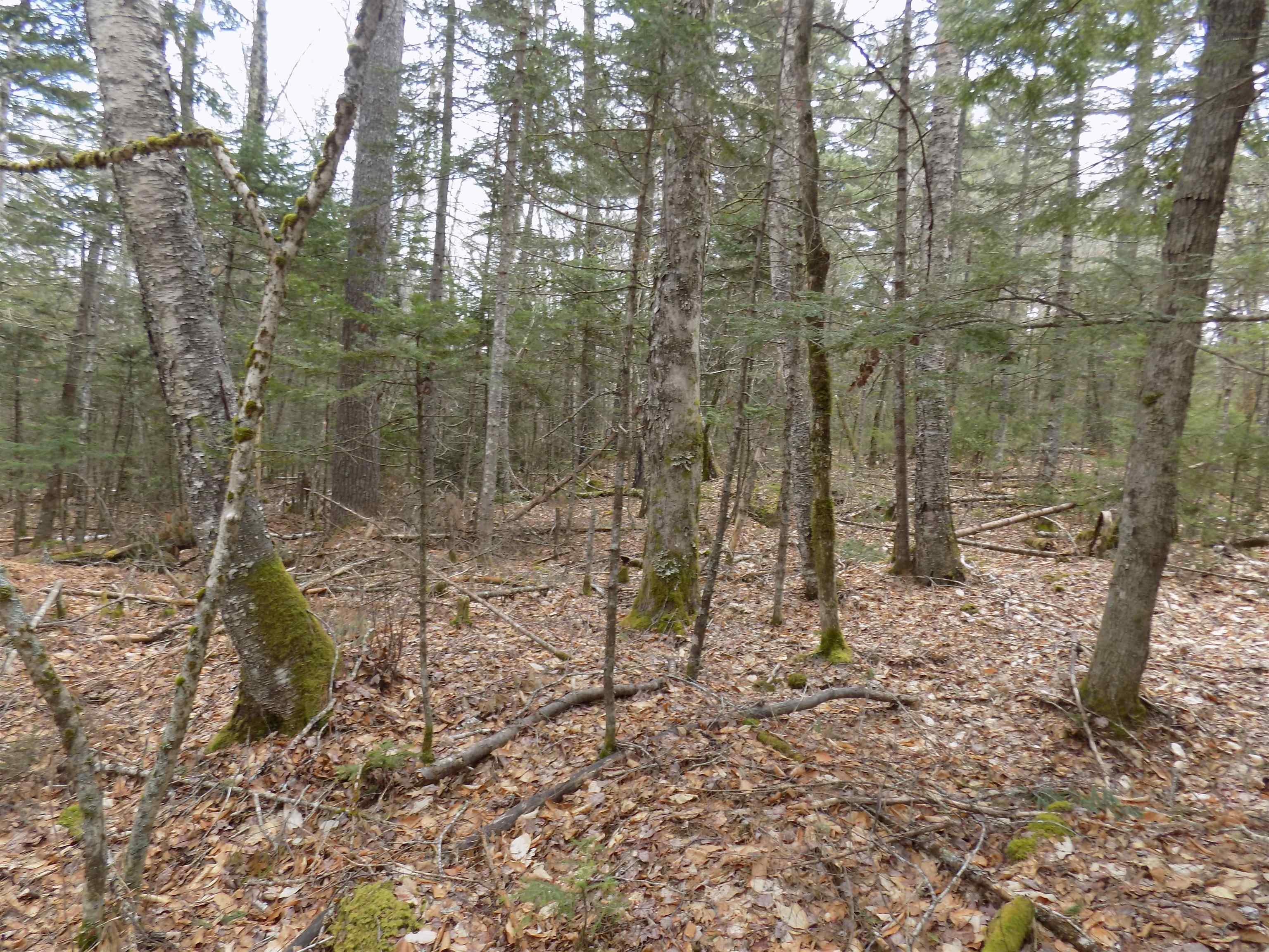 $50,000.00: Lot 12 Christopher Road, Whiteburn Mines