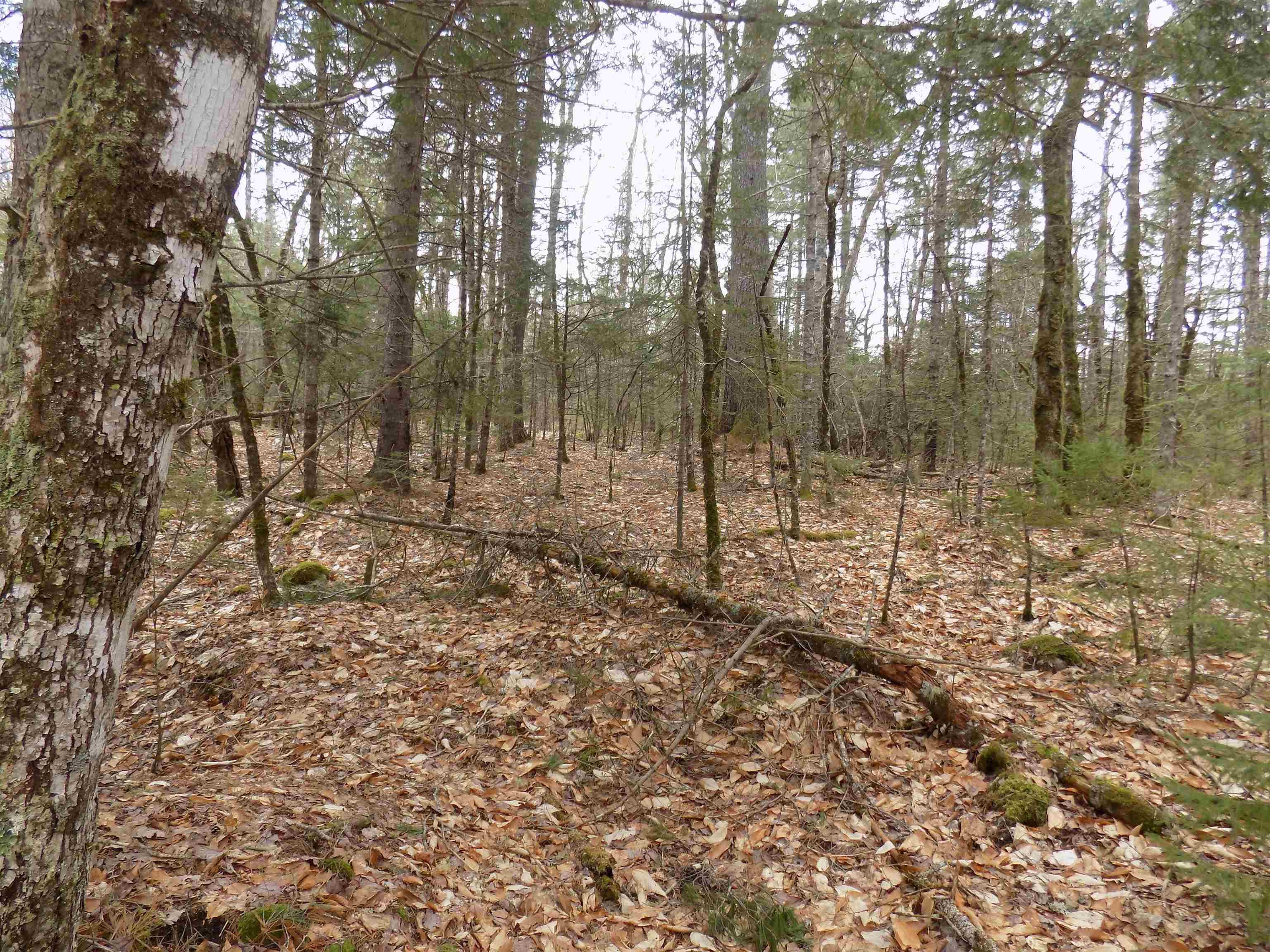 $50,000.00: Lot 12 Christopher Road, Whiteburn Mines