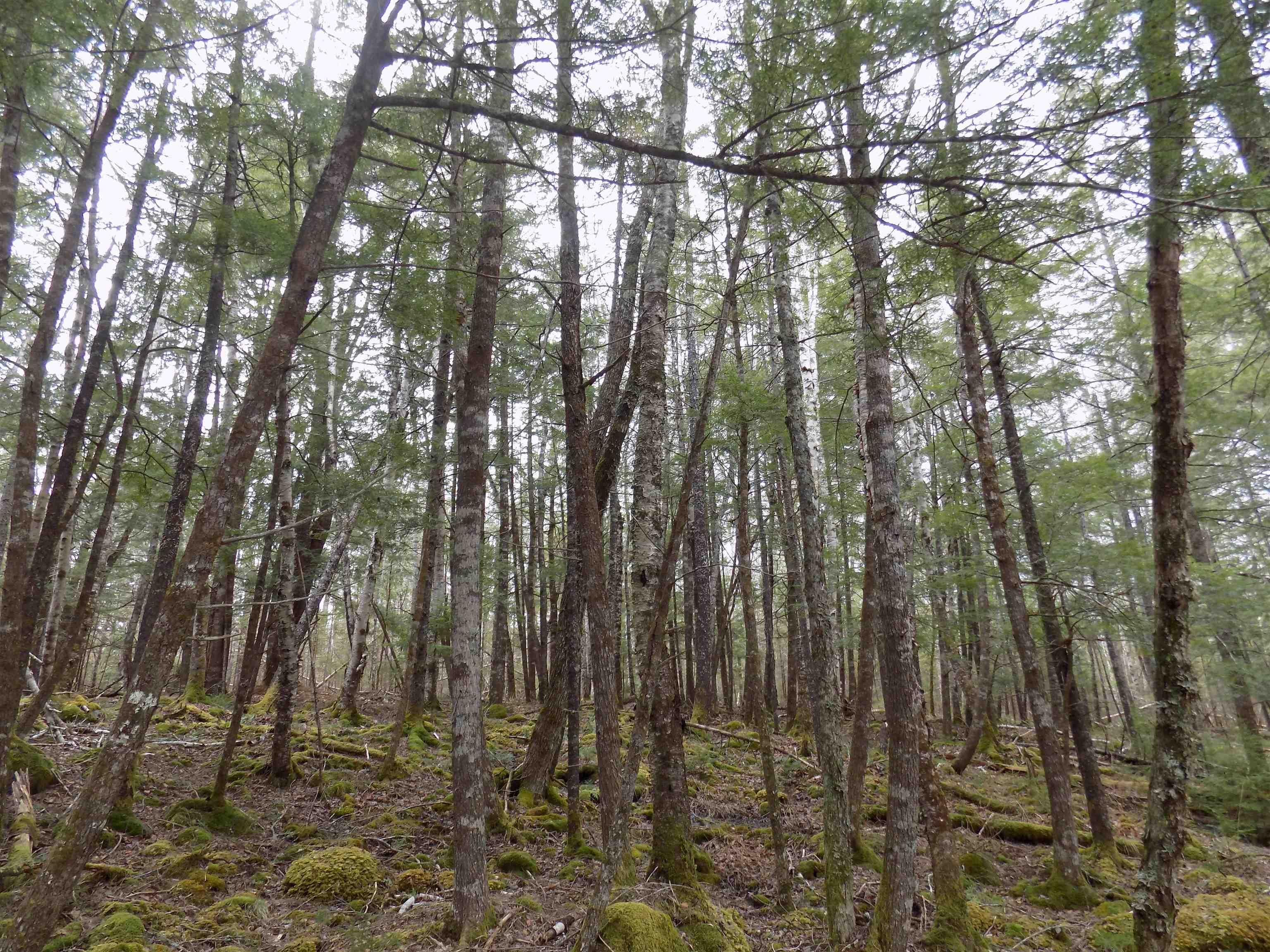 $50,000.00: Lot 12 Christopher Road, Whiteburn Mines