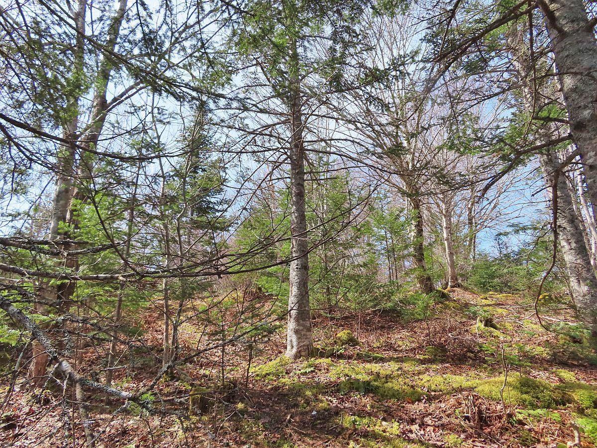 $119,000.00: Lots 19 & 20 Joanne Langford Drive, French Road
