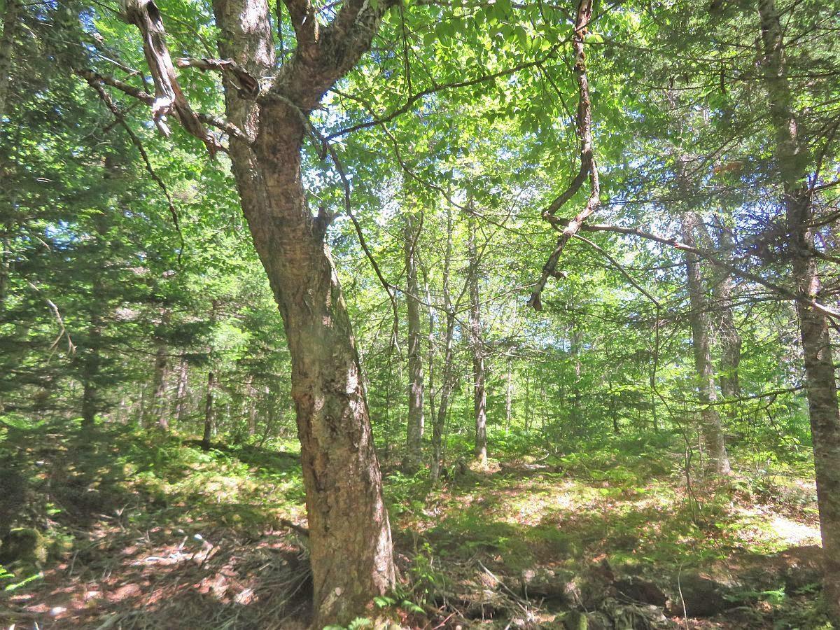 $89,000.00: Lot 7 Oceanview Road, French Road