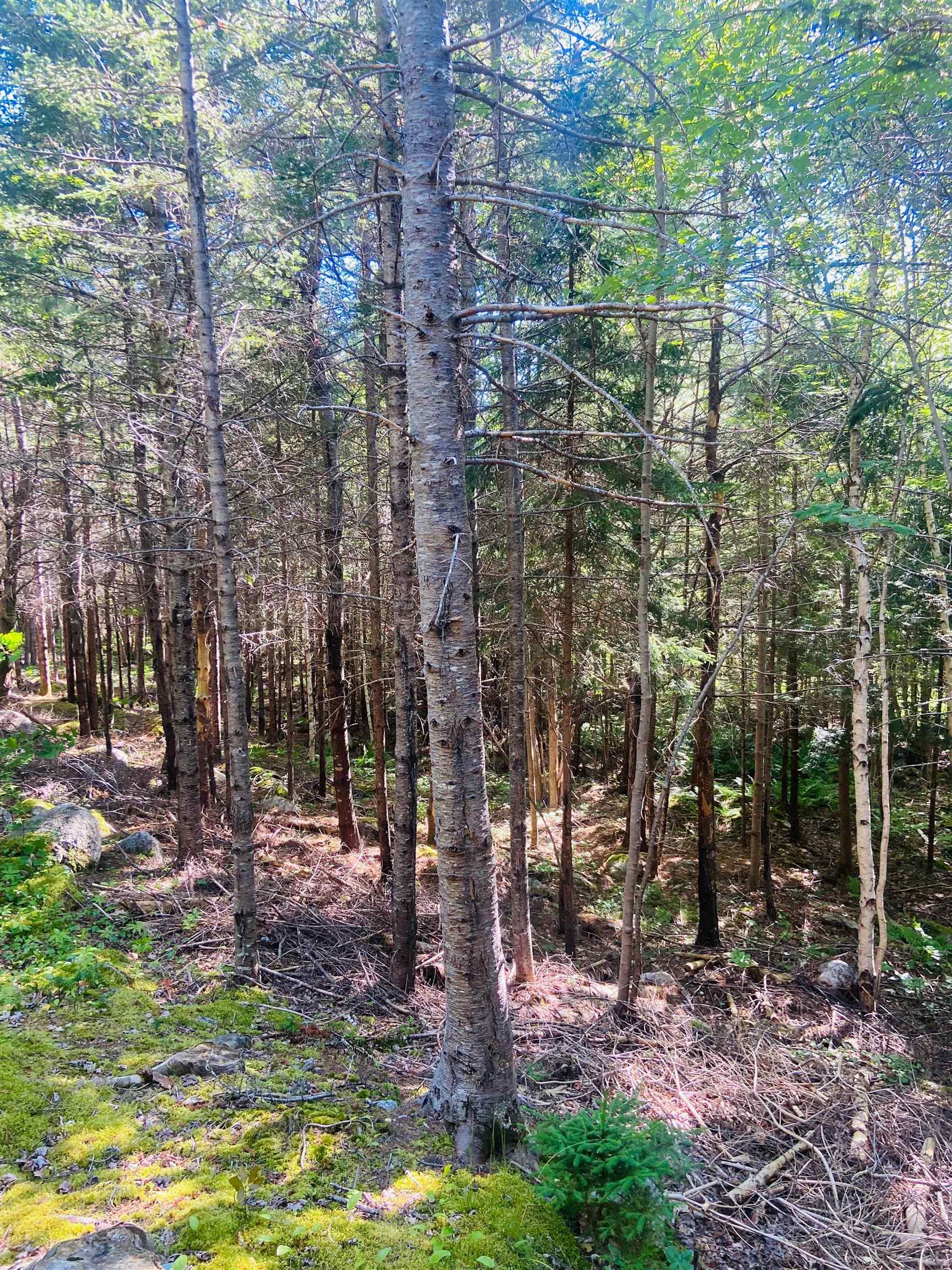 $130,000.00: Lot 3 Evergreen Lane, Chester Basin