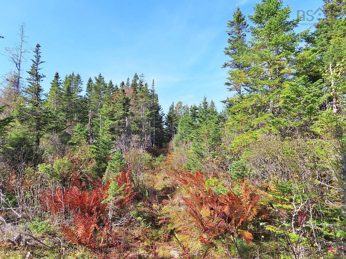 $35,000.00: Lot 4 Loch Lomond Road, Big Pond
