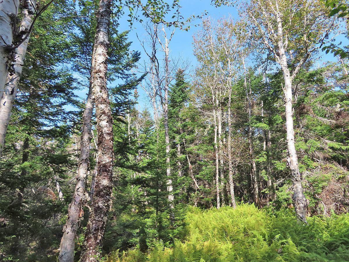 $35,000.00: Lot 4 Loch Lomond Road, Big Pond
