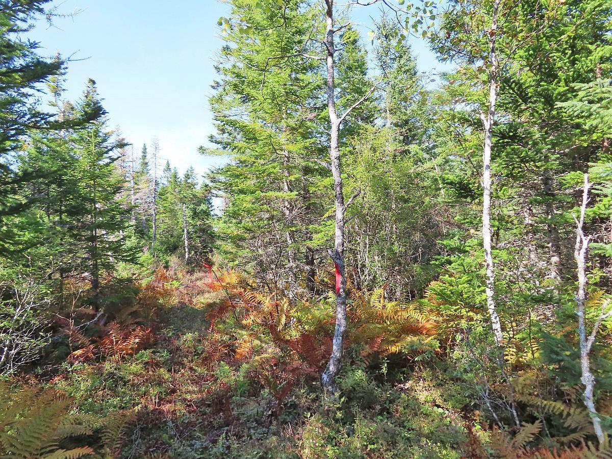 $35,000.00: Lot 4 Loch Lomond Road, Big Pond