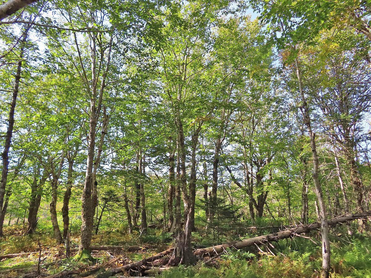 $35,000.00: Lot 4 Loch Lomond Road, Big Pond