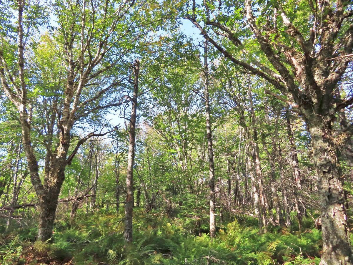 $35,000.00: Lot 4 Loch Lomond Road, Big Pond