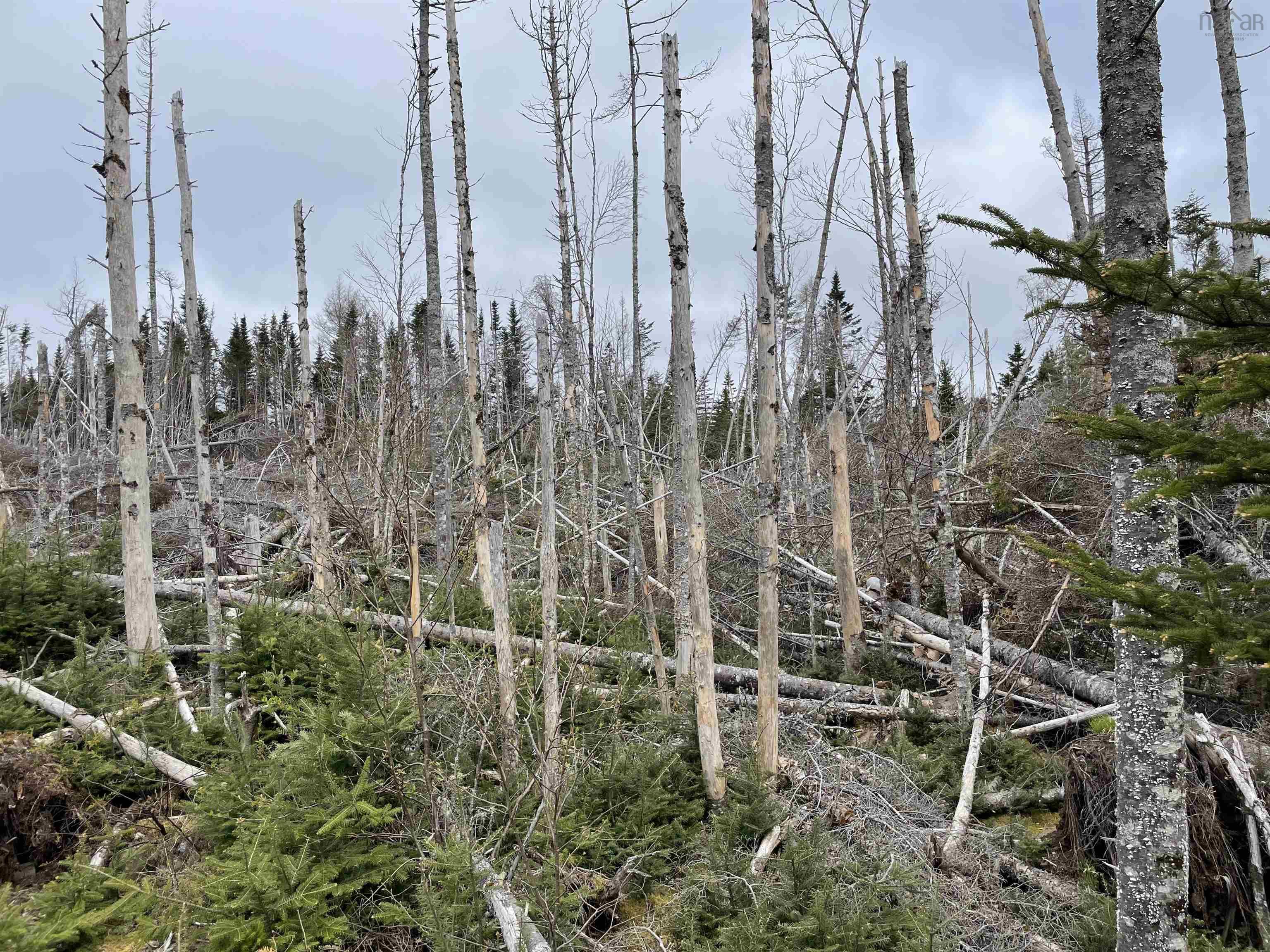 $49,000.00: Lot 17 Bjoern Seelhorst Drive, French Road