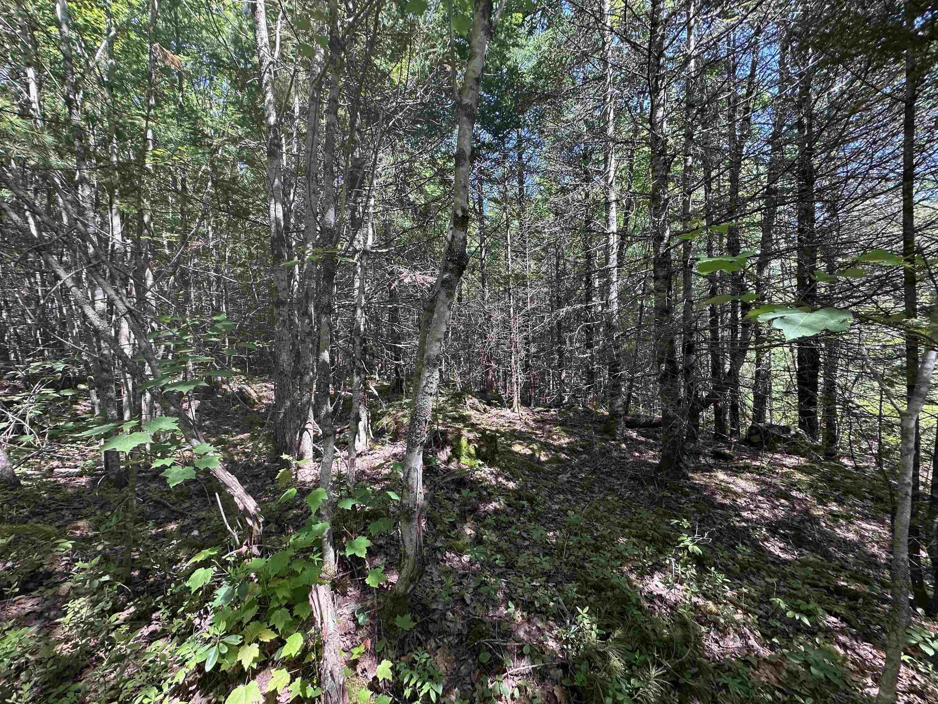 $65,000.00: Lot 1 Mint Brook Road, Molega North