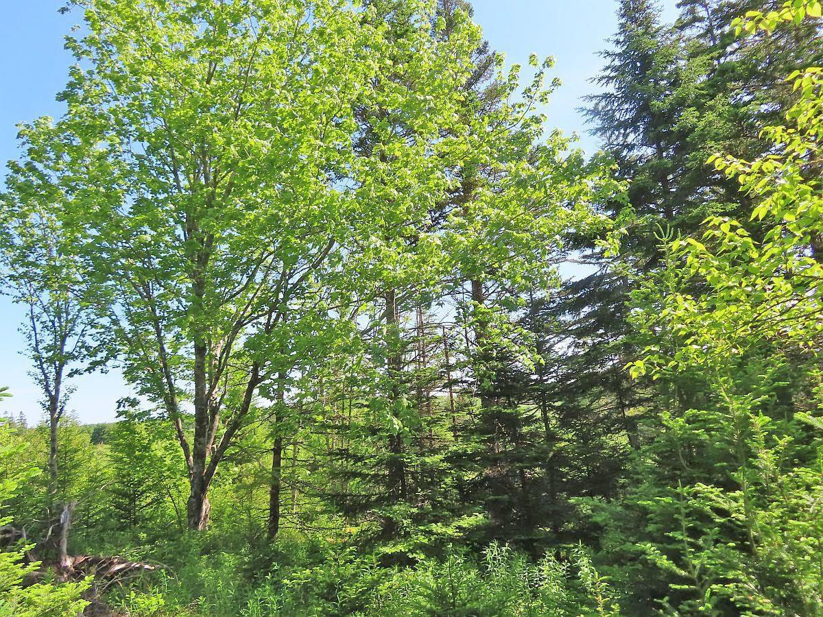 $45,000.00: Lot 2 Old Trunk 4 Highway, Soldiers Cove