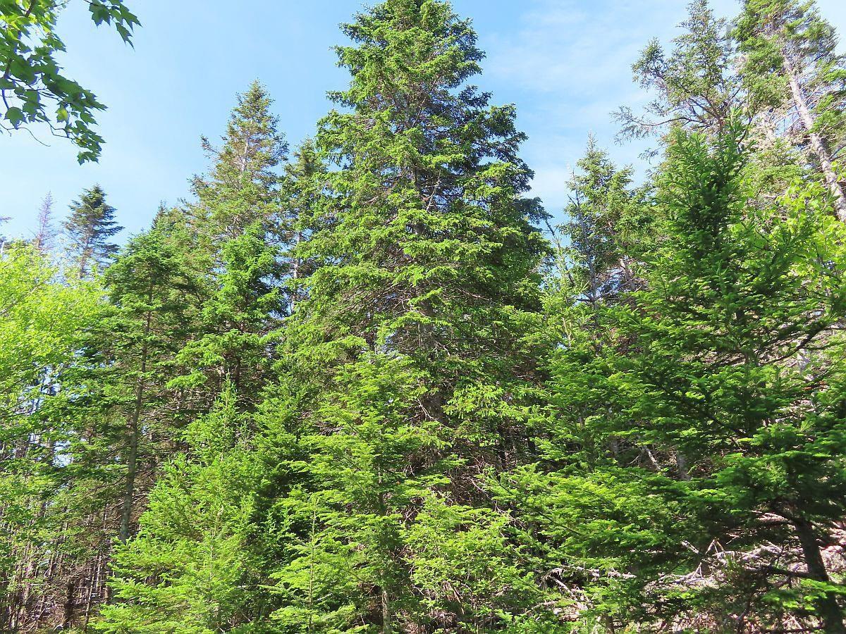 $35,000.00: Lot 2 Old Trunk 4 Highway, Soldiers Cove