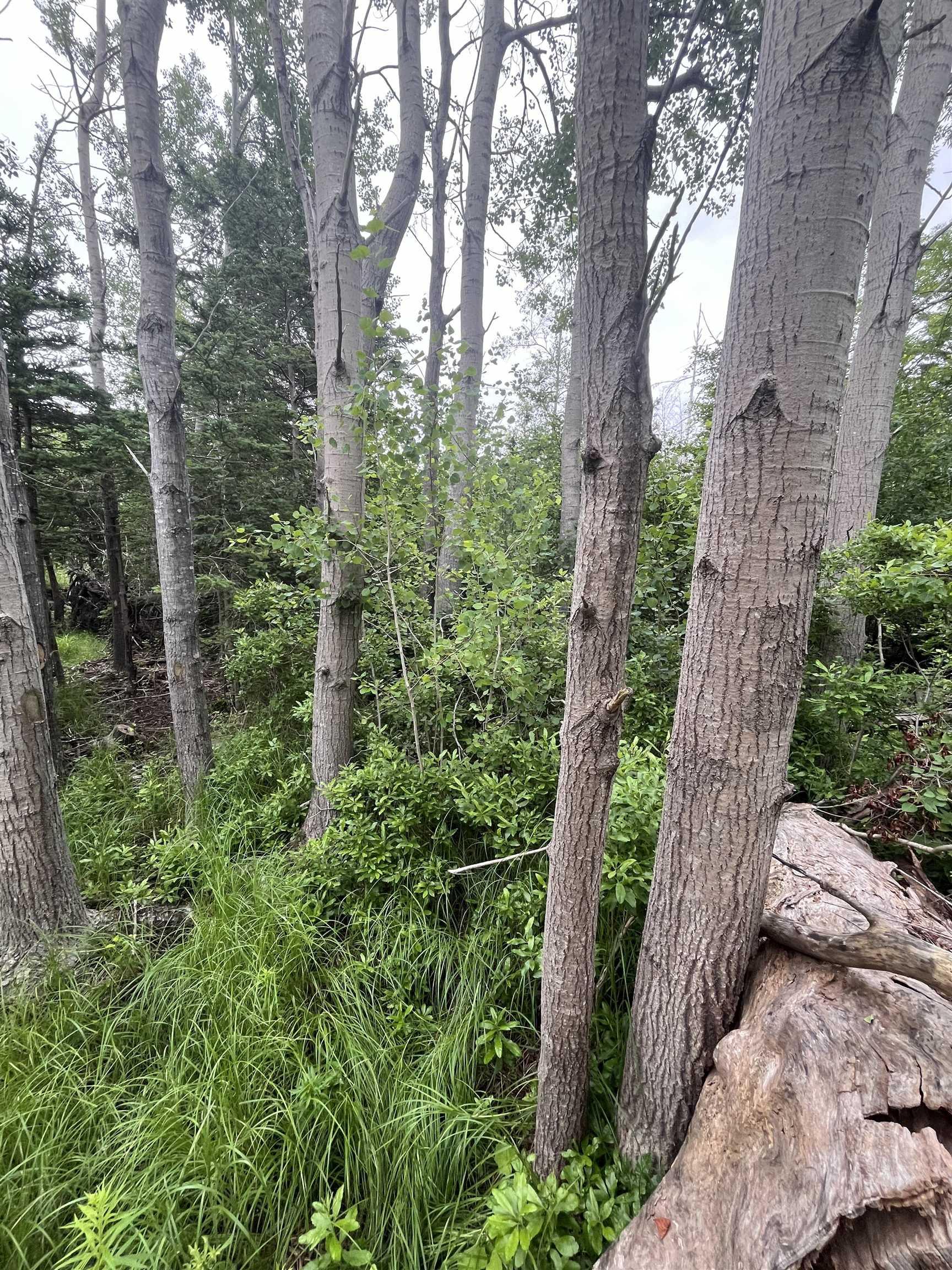 $65,000.00: 95 Chapel Street, Annapolis Royal