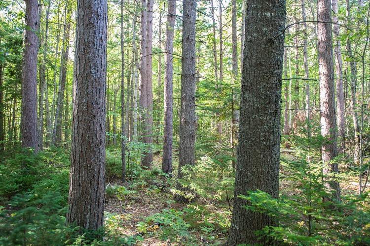 $355,000.00: Lot Park Street, Kentville