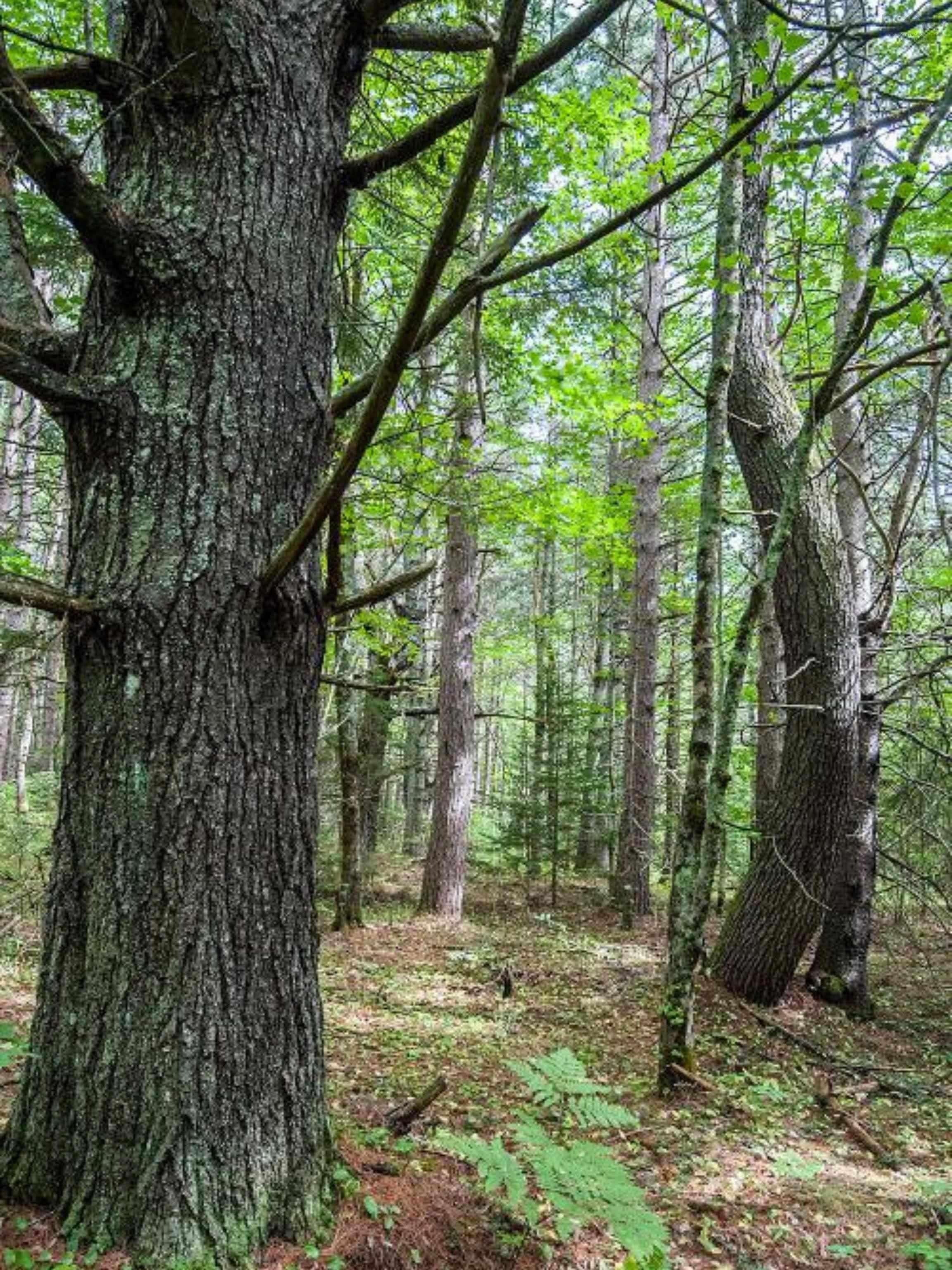 $355,000.00: Lot Park Street, Kentville