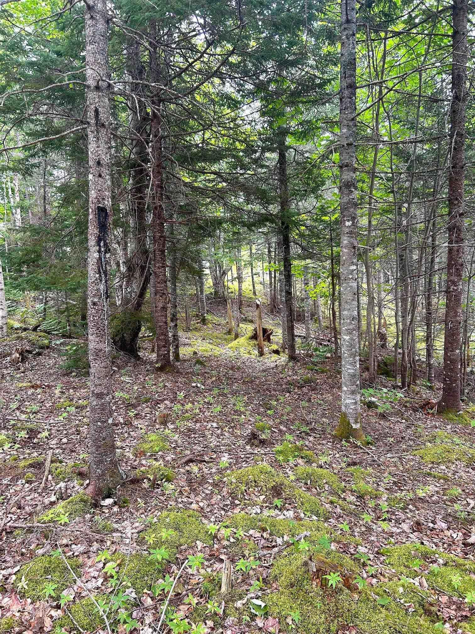 $40,000.00: Lot 17 Militia Point Road, Militia Point