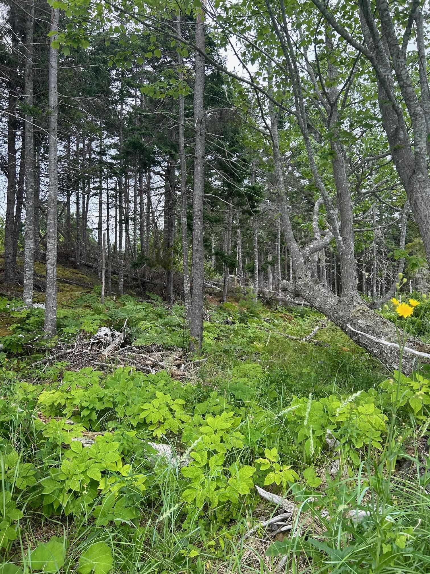 $40,000.00: Lot 17 Militia Point Road, Militia Point