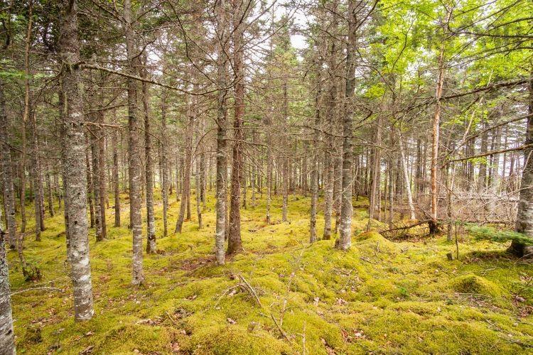 $40,000.00: Lot 17 Militia Point Road, Militia Point