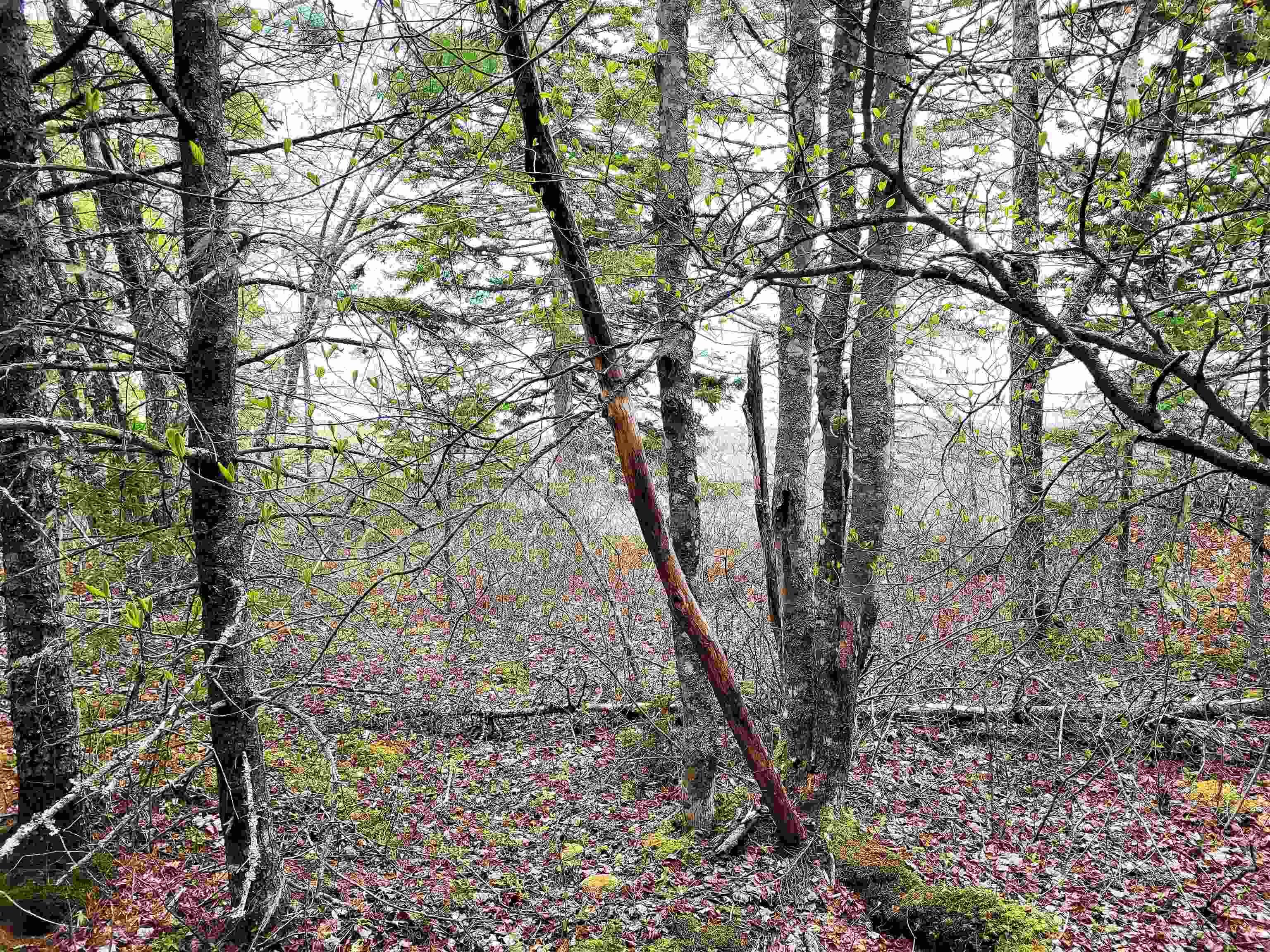 $139,900.00: Lot Hirtle Road, Voglers Cove
