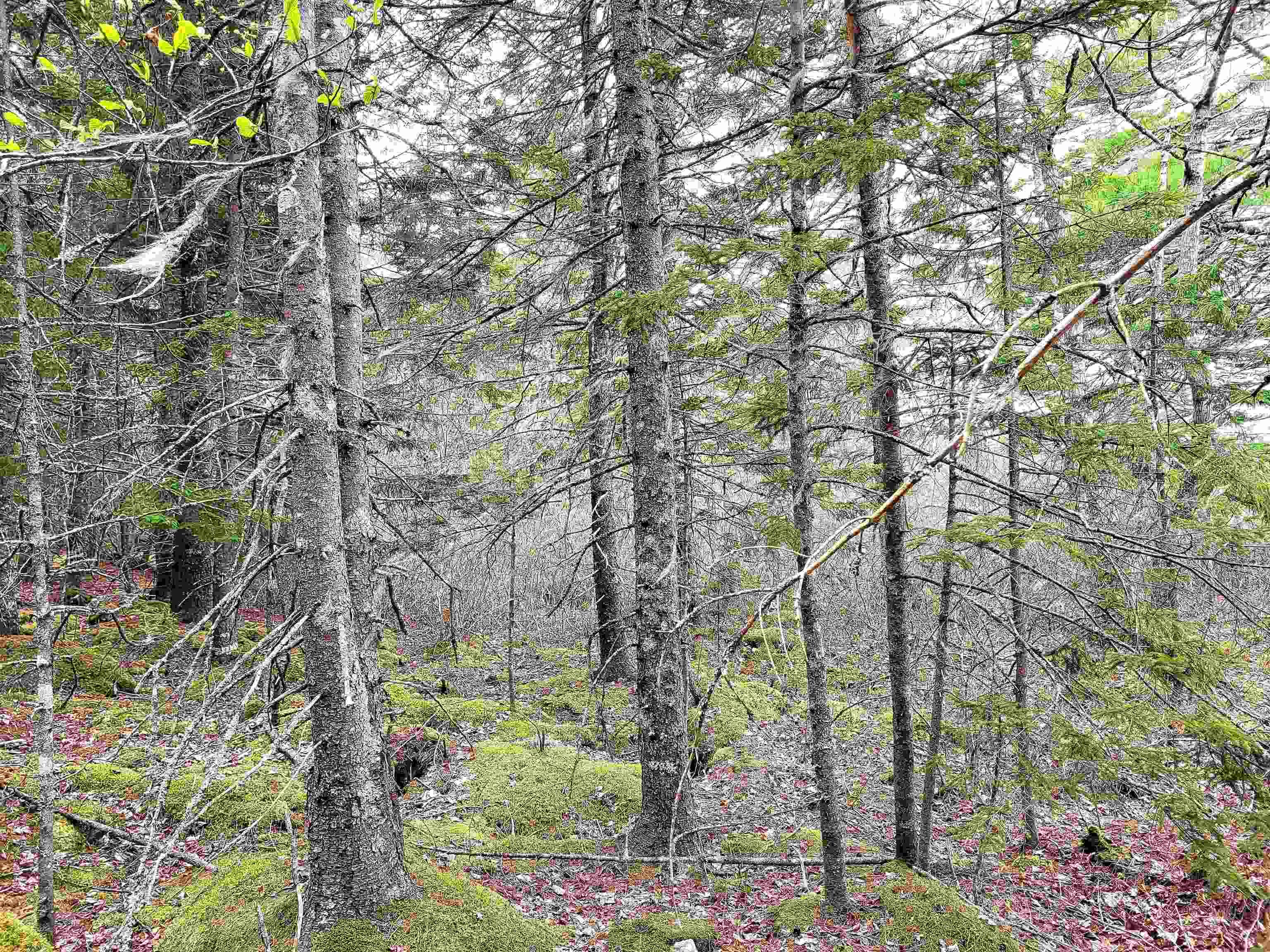 $139,900.00: Lot Hirtle Road, Voglers Cove