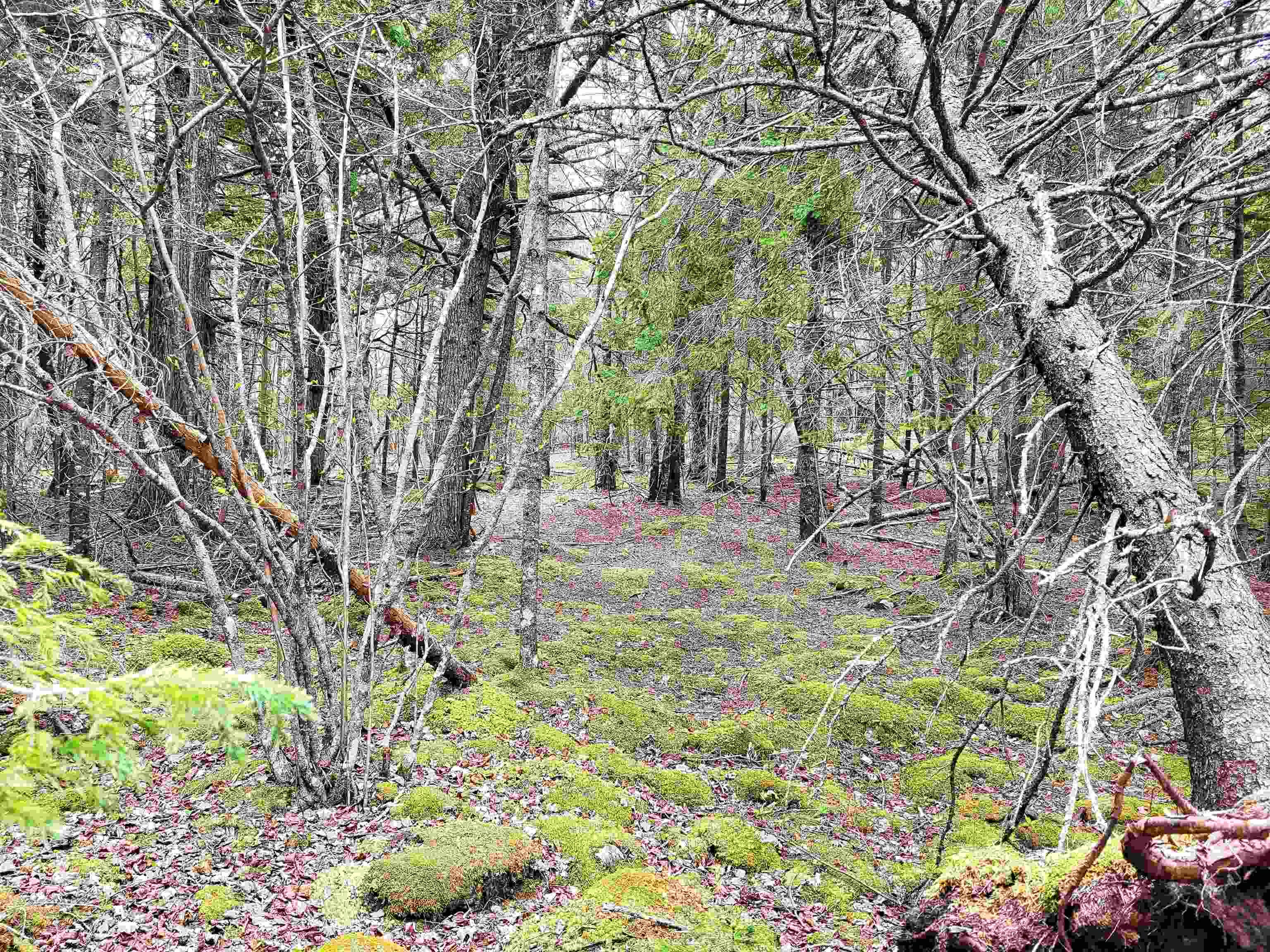$139,900.00: Lot Hirtle Road, Voglers Cove