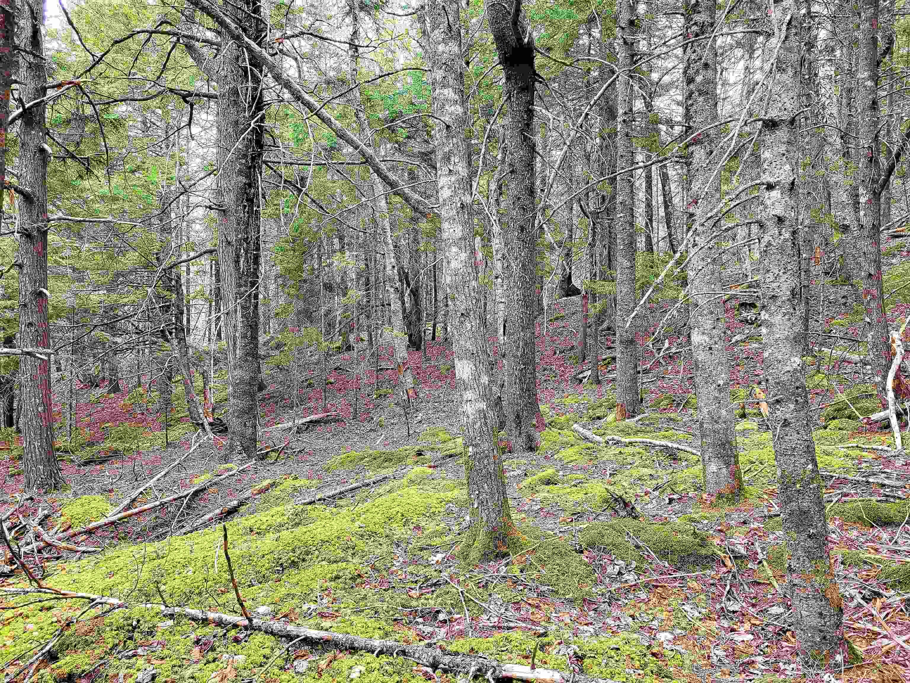 $139,900.00: Lot Hirtle Road, Voglers Cove