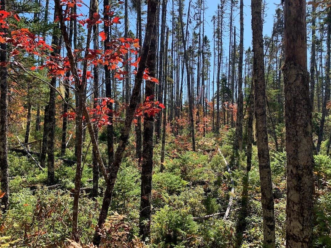 $45,000.00: Lot 3 Pleasant River Preserve, Pleasant River