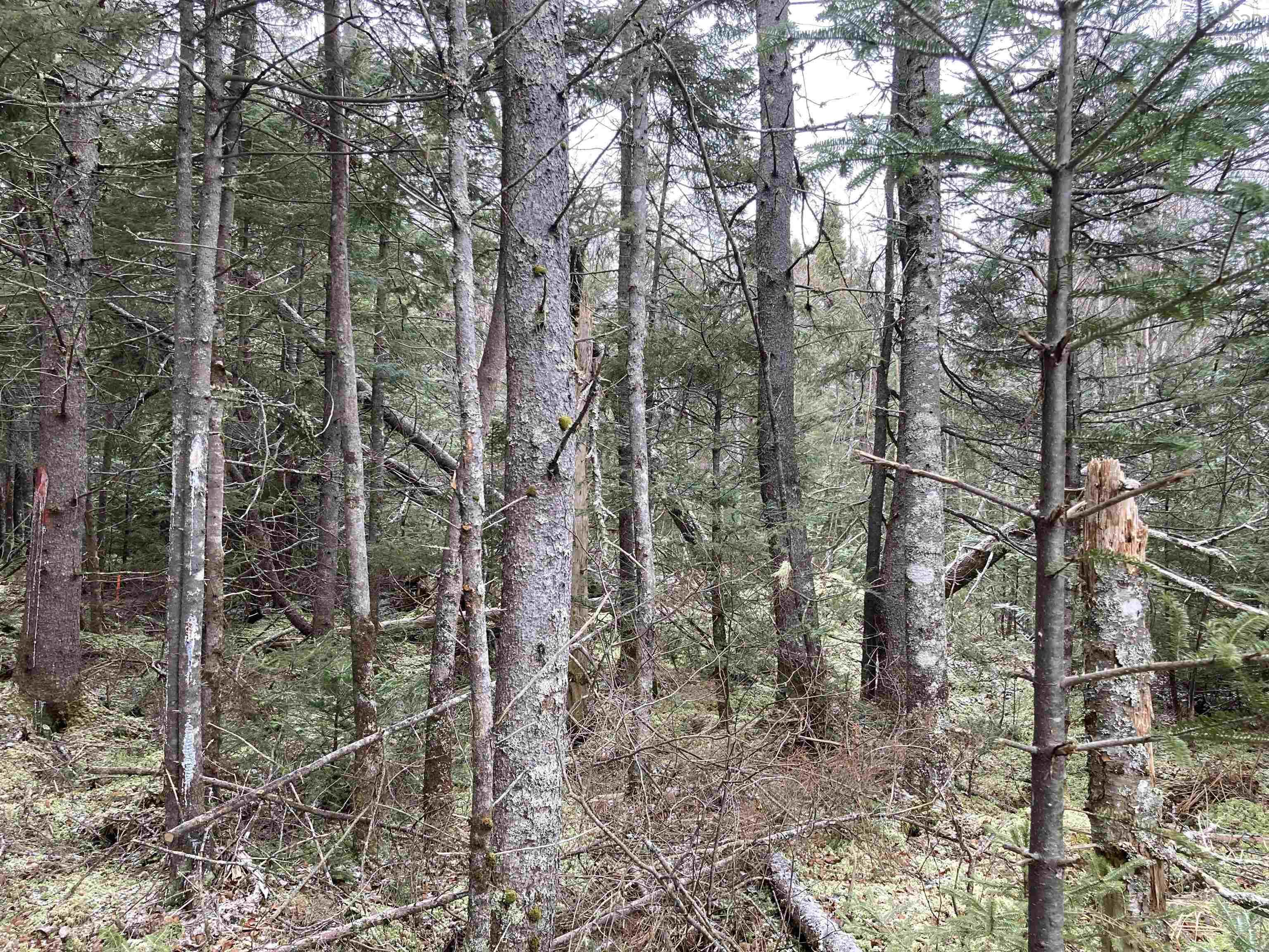 $22,000.00: Lot 2022-1 Country Harbour Road, Cross Roads Country Harbour