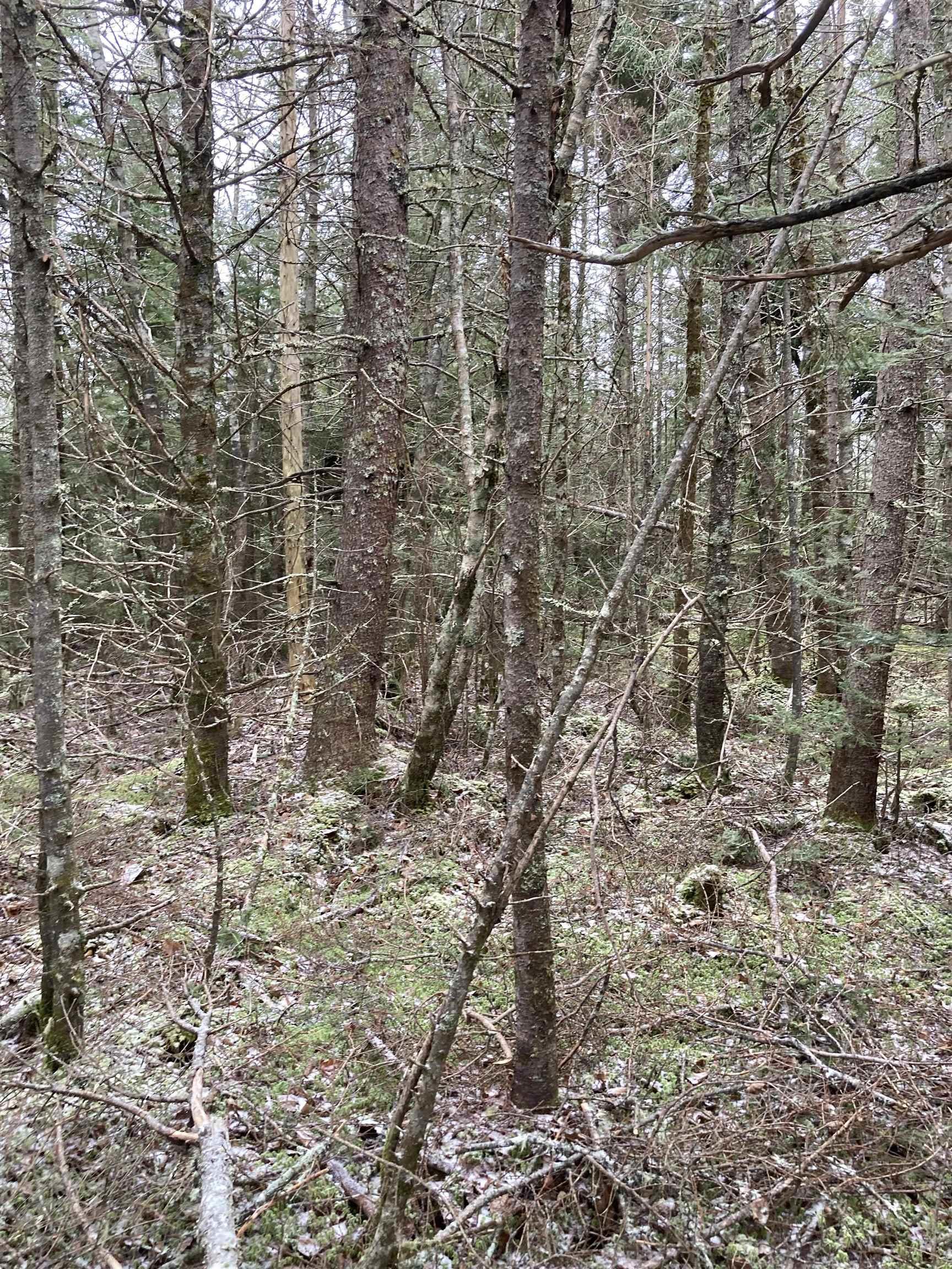 $22,000.00: Lot 2022-1 Country Harbour Road, Cross Roads Country Harbour