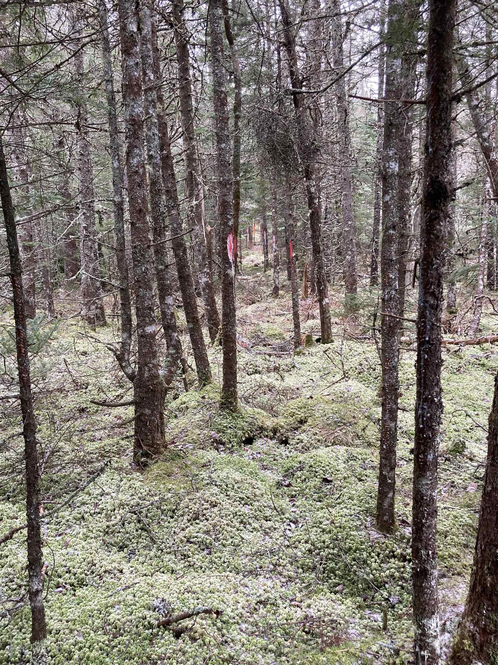 $22,000.00: Lot 2022-2 Country Harbour Road, Cross Roads Country Harbour