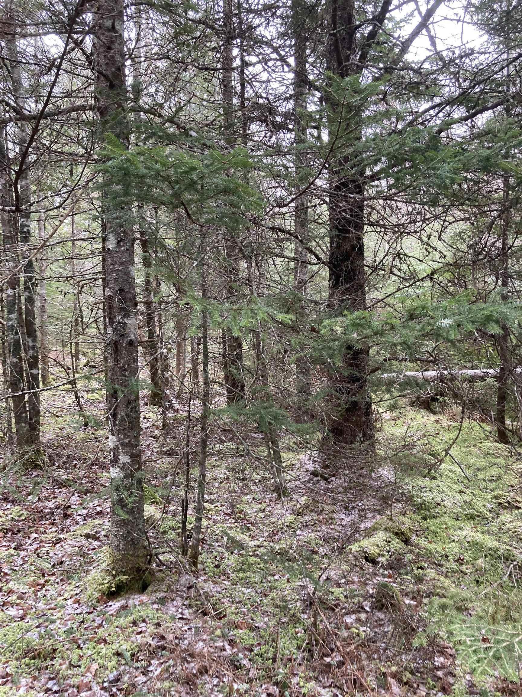 $22,000.00: Lot 2022-2 Country Harbour Road, Cross Roads Country Harbour