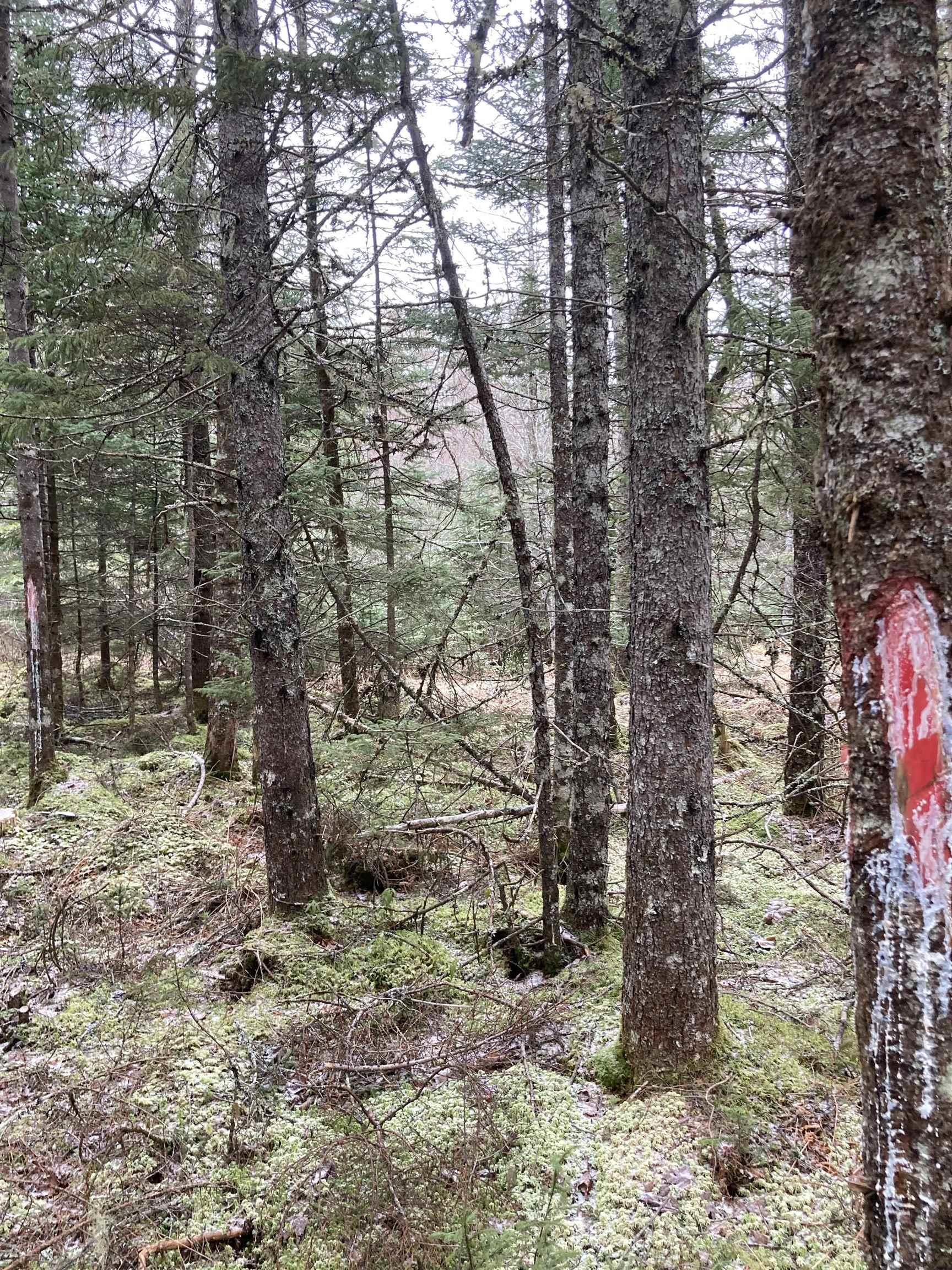 $22,000.00: Lot 2022-2 Country Harbour Road, Cross Roads Country Harbour