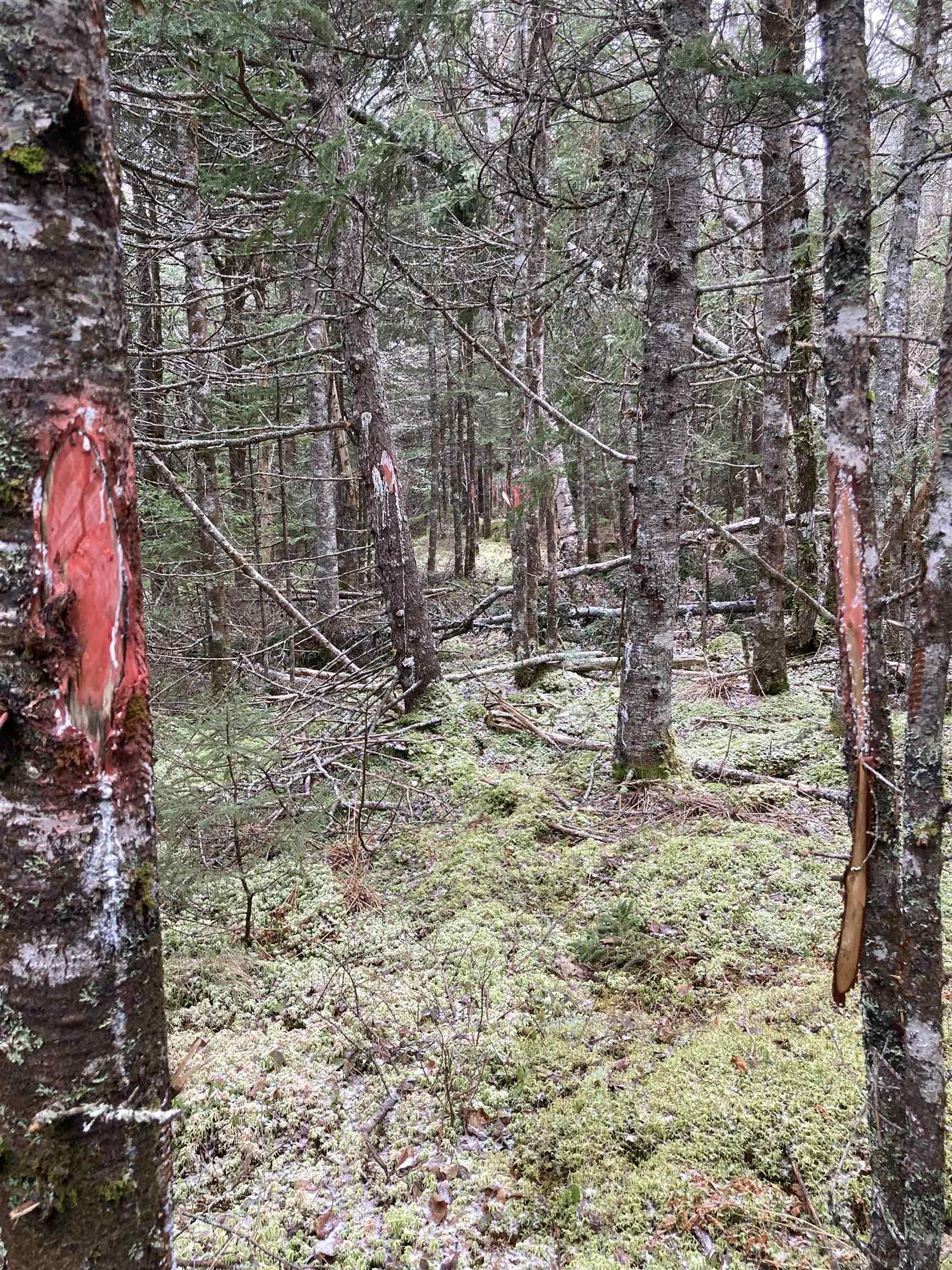 $22,000.00: Lot 2022-2 Country Harbour Road, Cross Roads Country Harbour