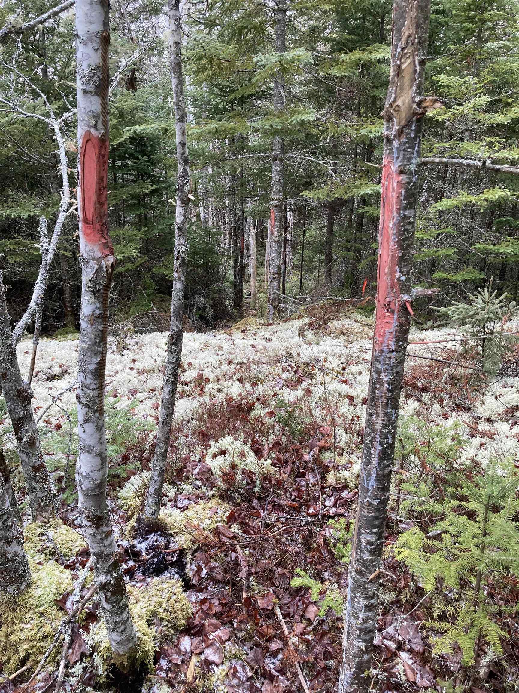 $22,000.00: Lot 2022-2 Country Harbour Road, Cross Roads Country Harbour