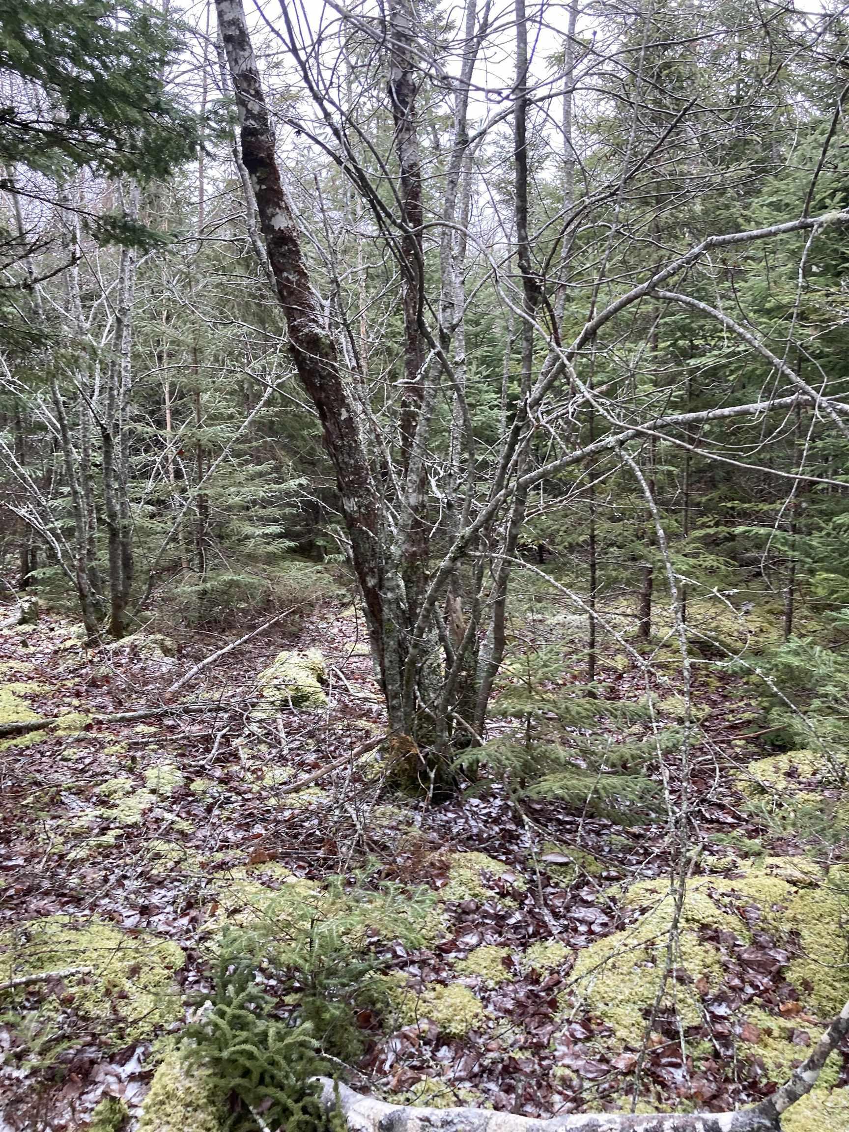 $22,000.00: Lot 2022-2 Country Harbour Road, Cross Roads Country Harbour