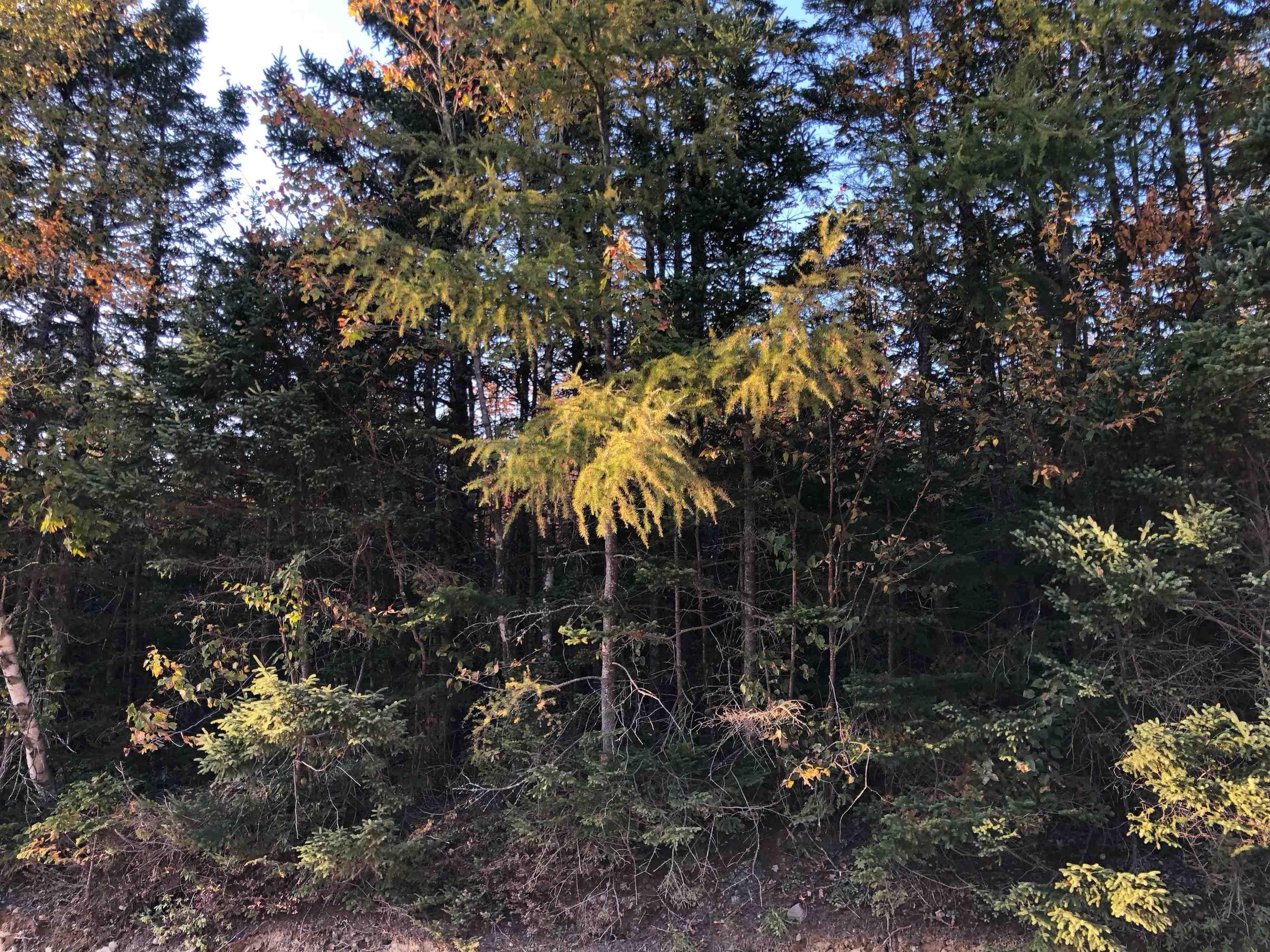 $22,000.00: Lot 2022-2 Country Harbour Road, Cross Roads Country Harbour