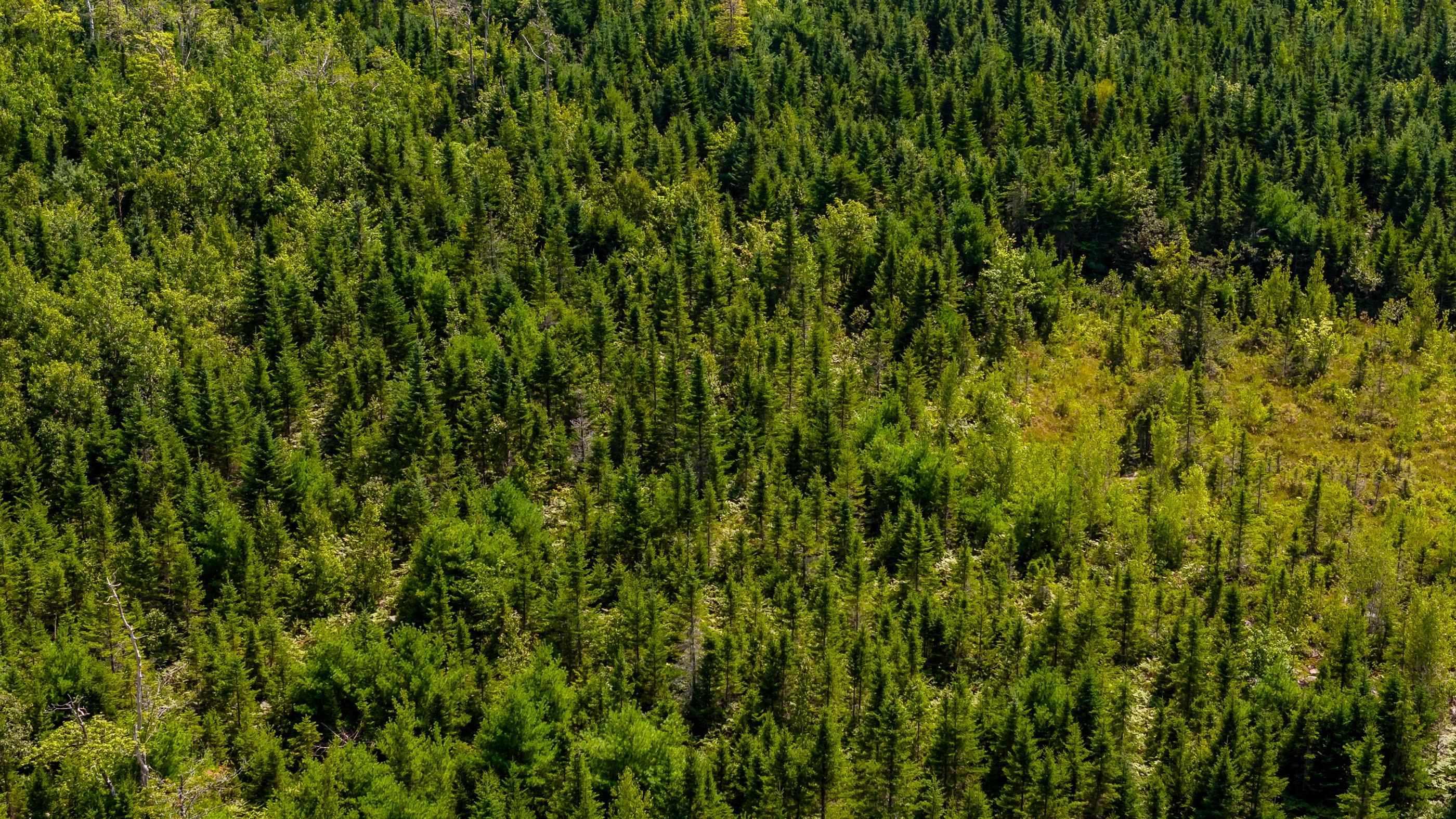 $45,000.00: Lot 4 Aylesford Road, Morristown