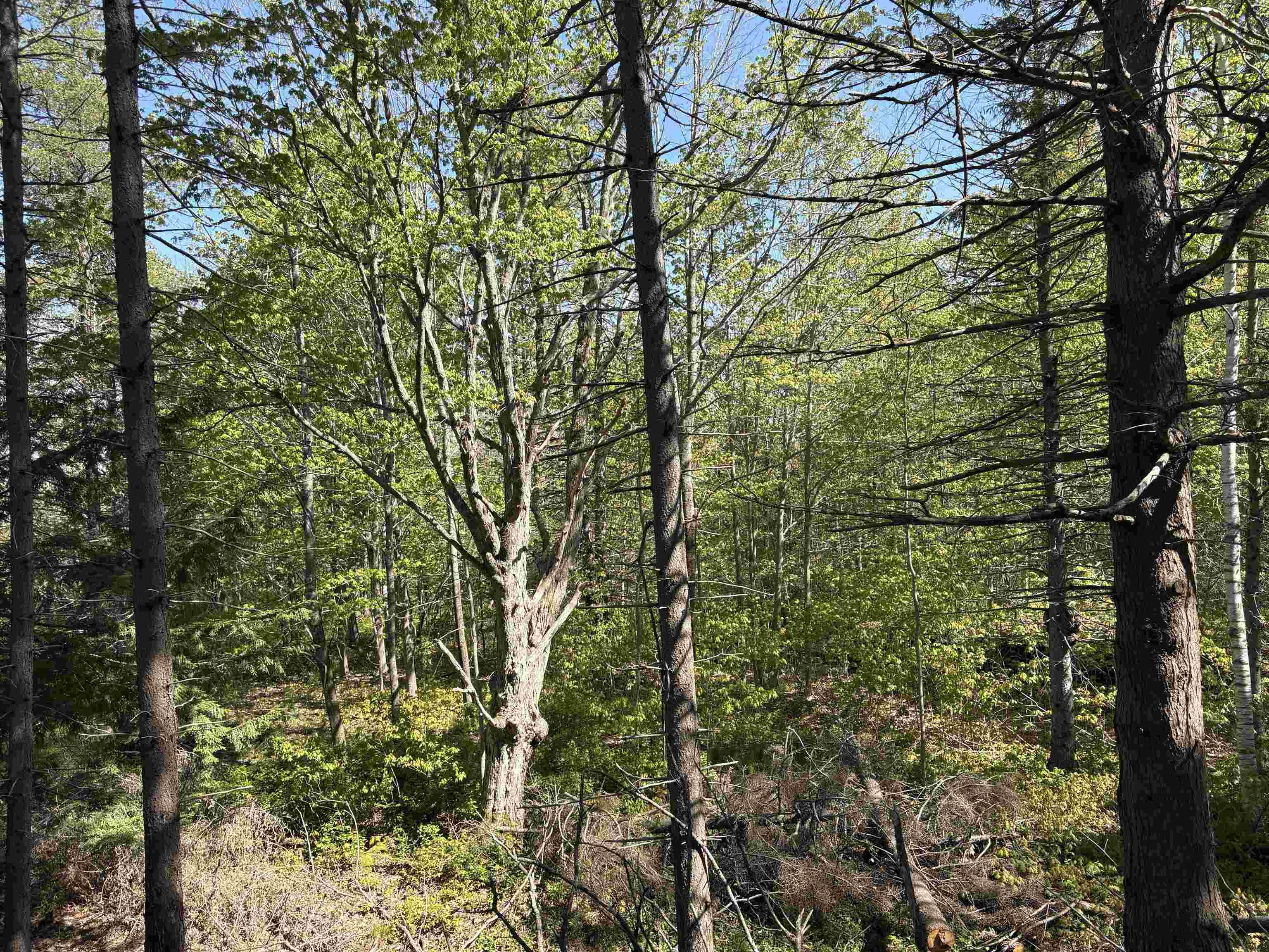 $59,900.00: Lot 2.4+- Acres Oliver Road, Hazel Glen