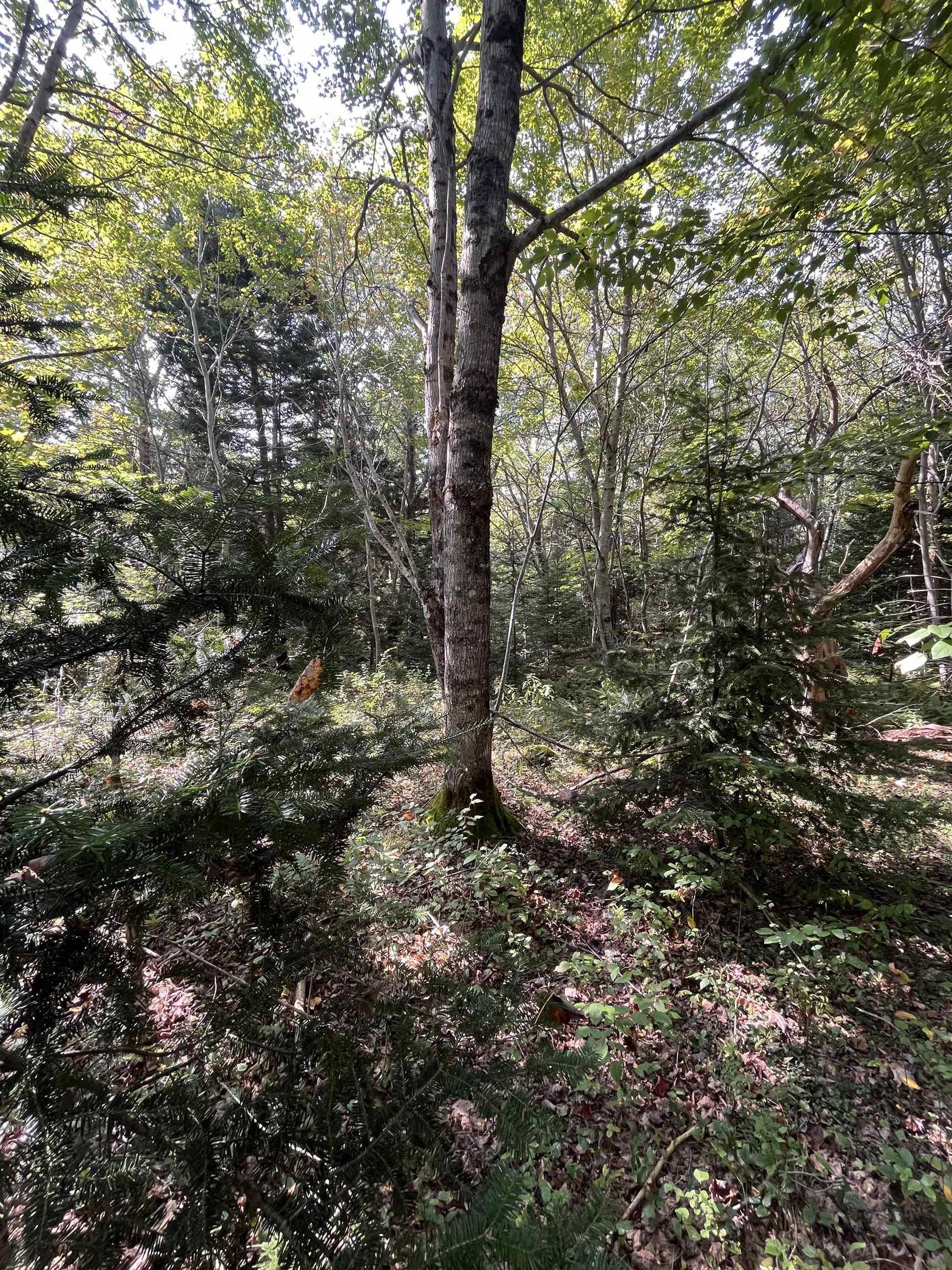 $62,500.00: Lot 340 Highway, Hassett